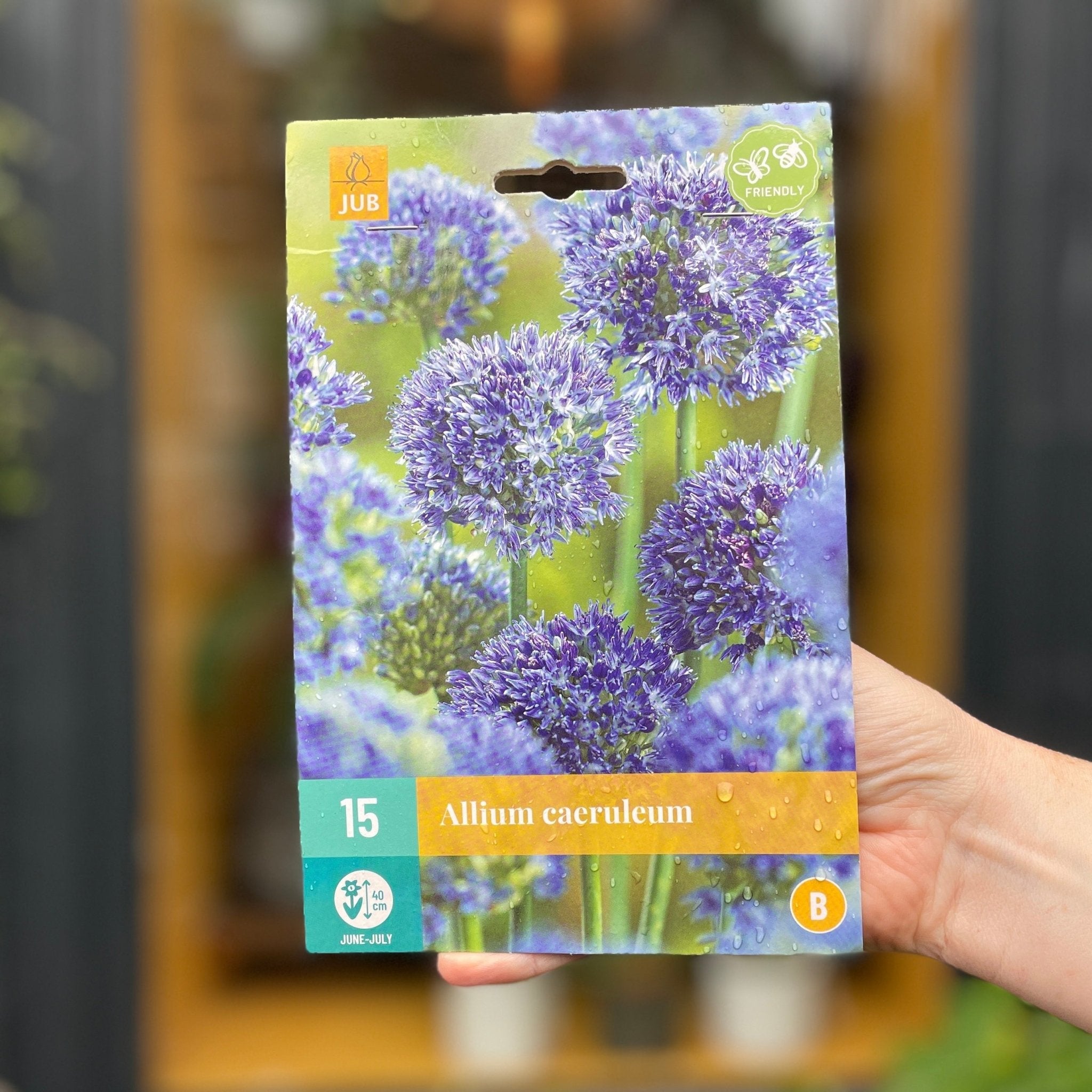 Allium Bulbs for Autumn Planting - grow urban. UK