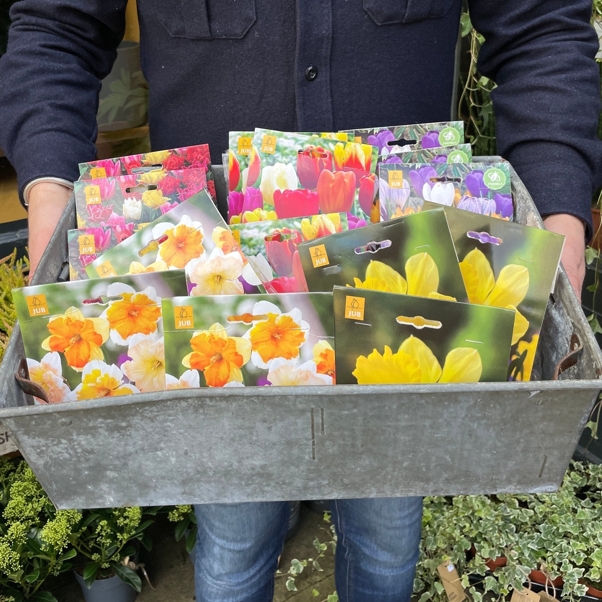 Allium Bulbs for Autumn Planting - grow urban. UK