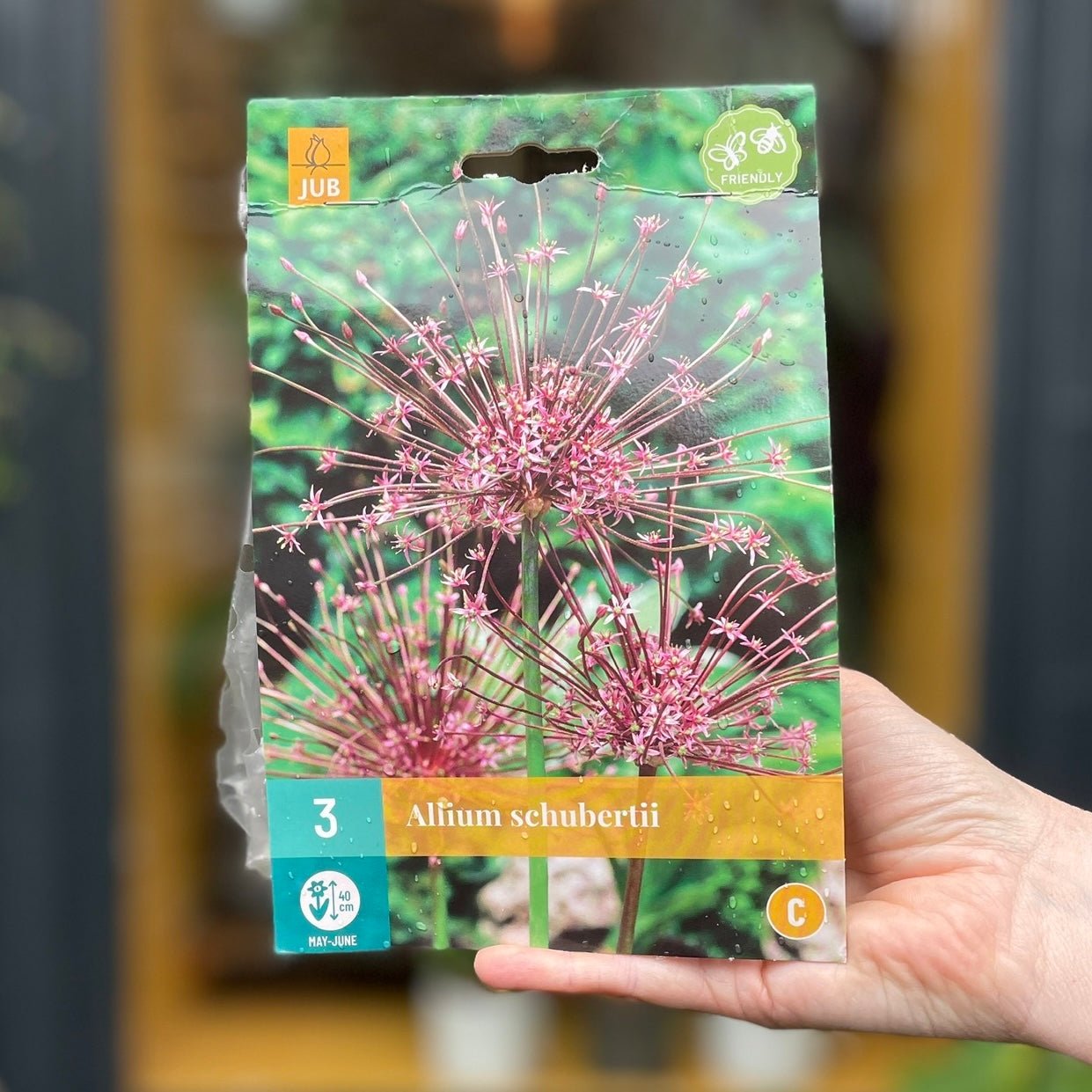 Allium Bulbs for Autumn Planting - grow urban. UK