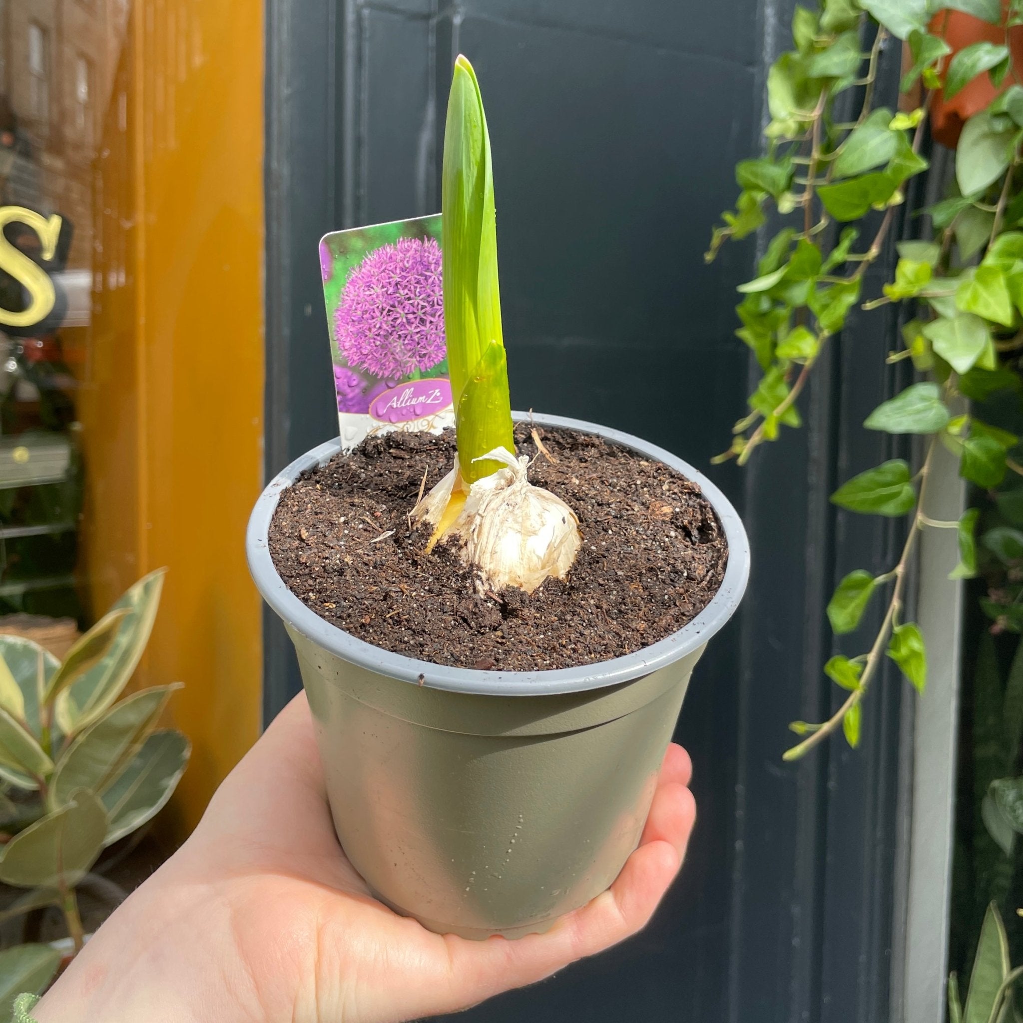 Allium 'Gladiator' - grow urban. UK