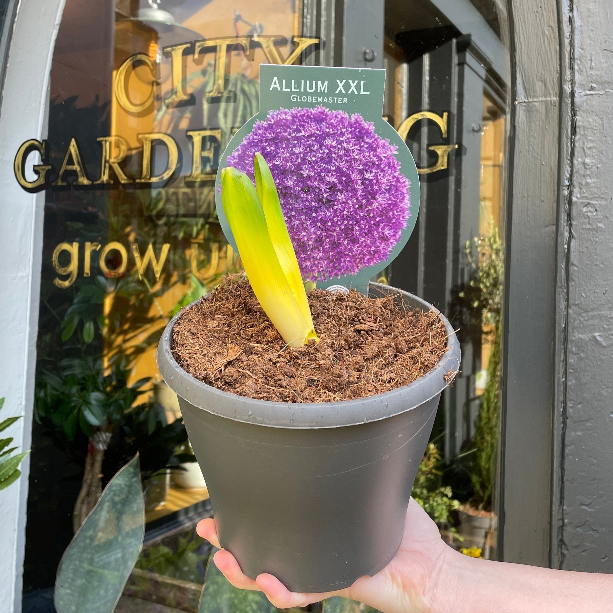 Allium 'Globemaster' - grow urban. UK