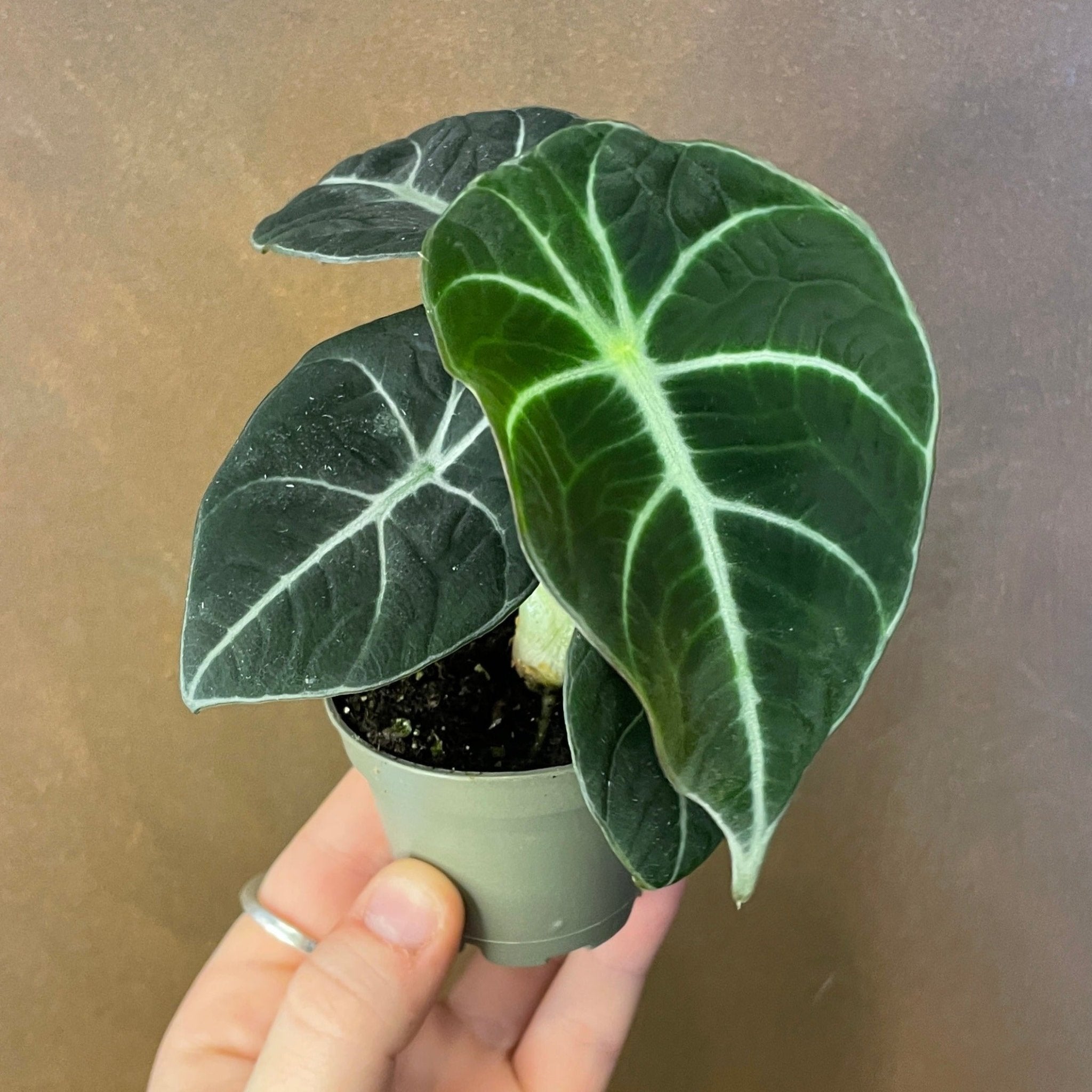 Alocasia ‘Black Velvet’ - grow urban. UK