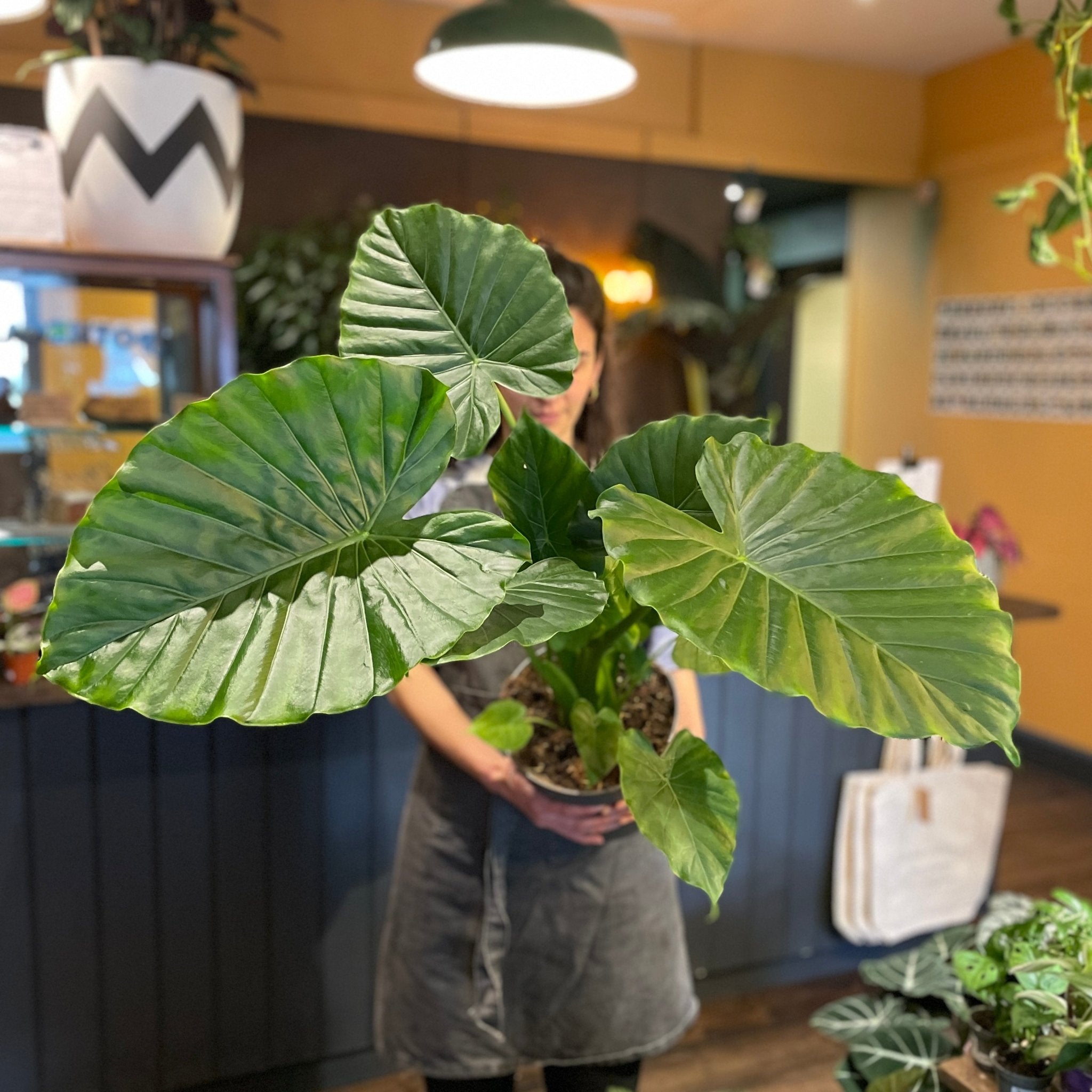 Alocasia gageana 'California' - grow urban. UK