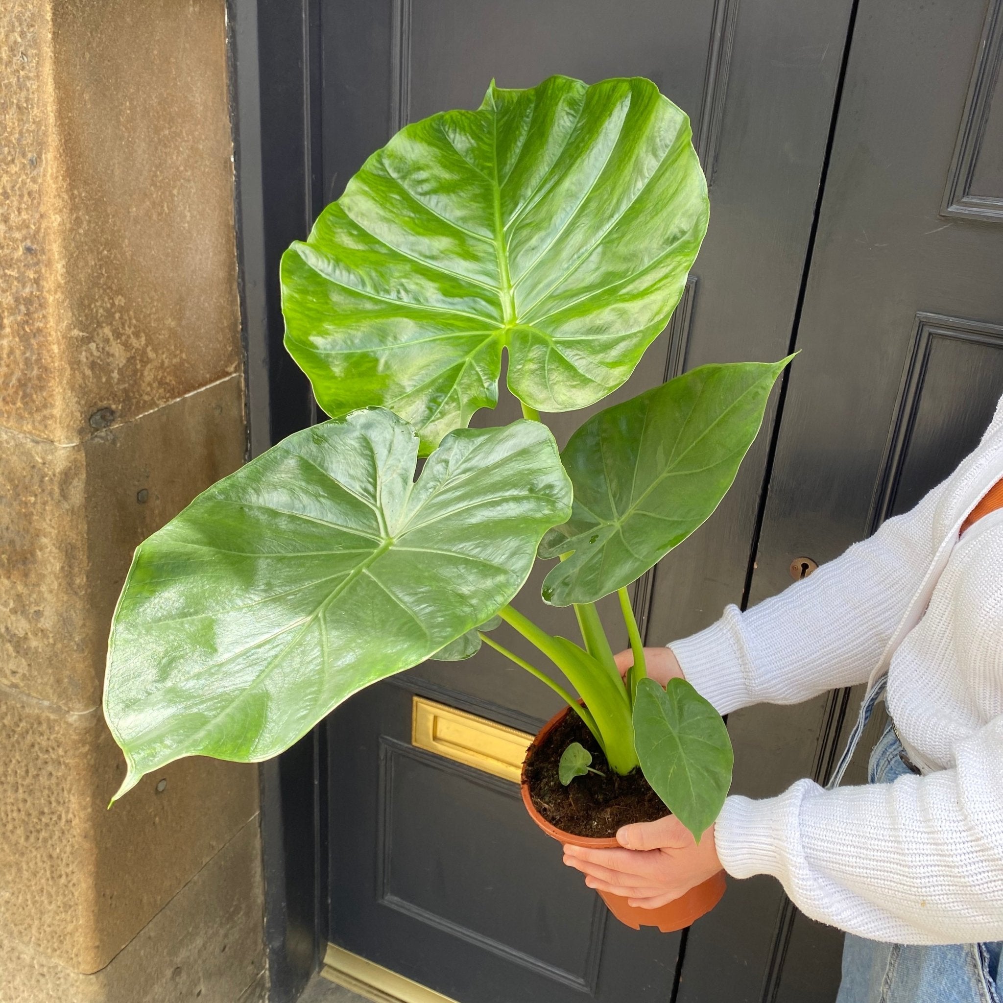Alocasia macrorrhiza - grow urban. UK