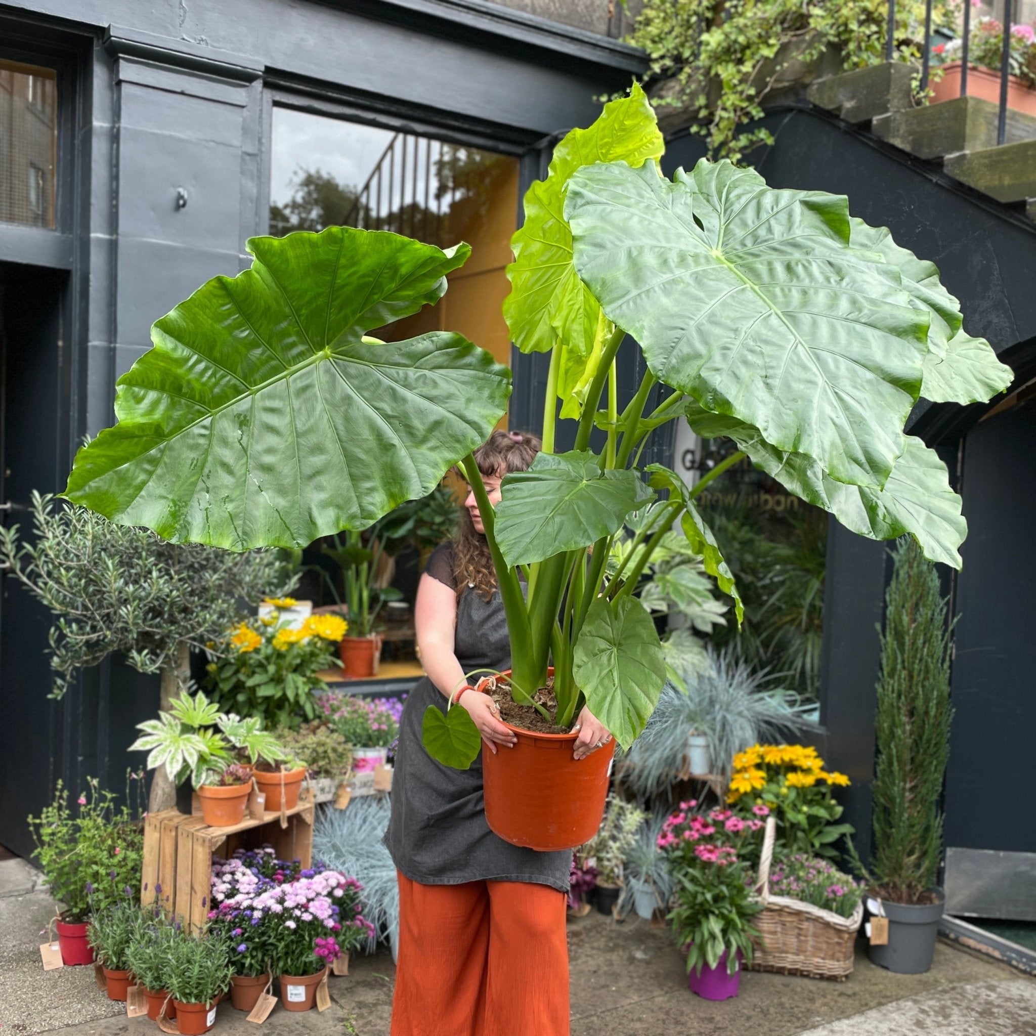 Alocasia macrorrhiza (160cm height) - grow urban. UK
