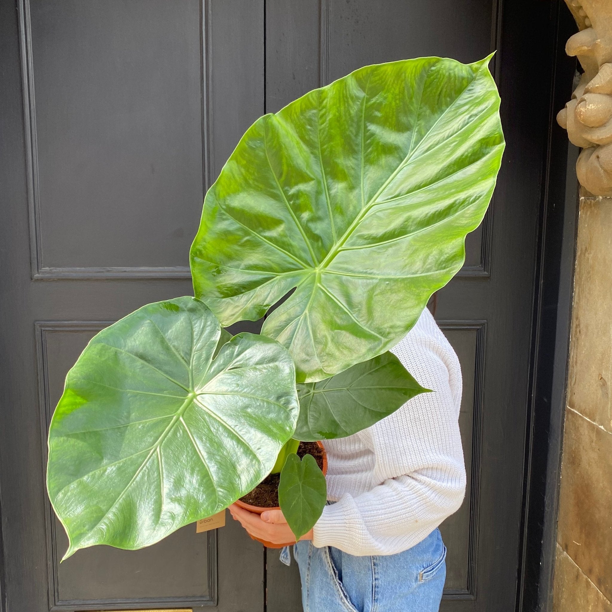 Alocasia macrorrhiza - grow urban. UK