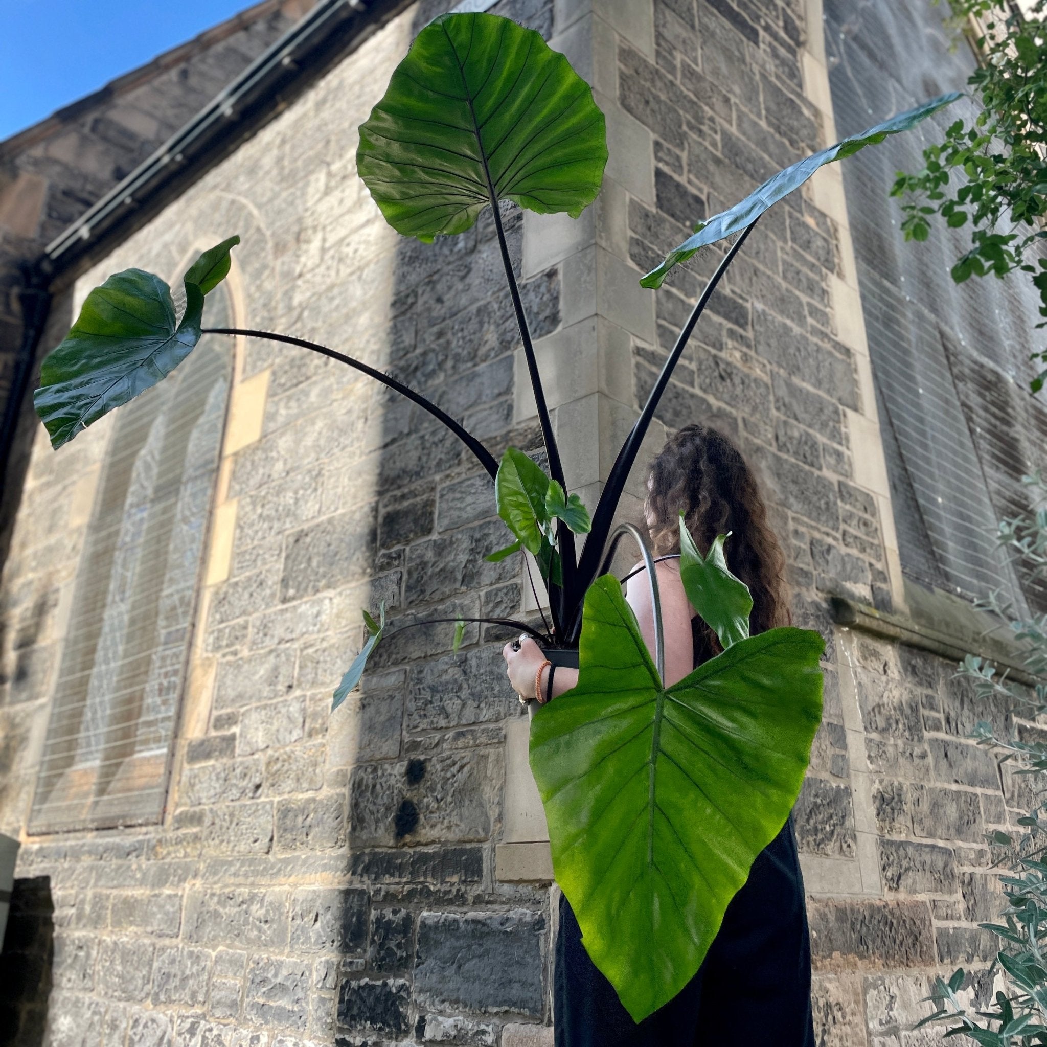 Alocasia macrorrhizos 'Black Stem' - grow urban. UK