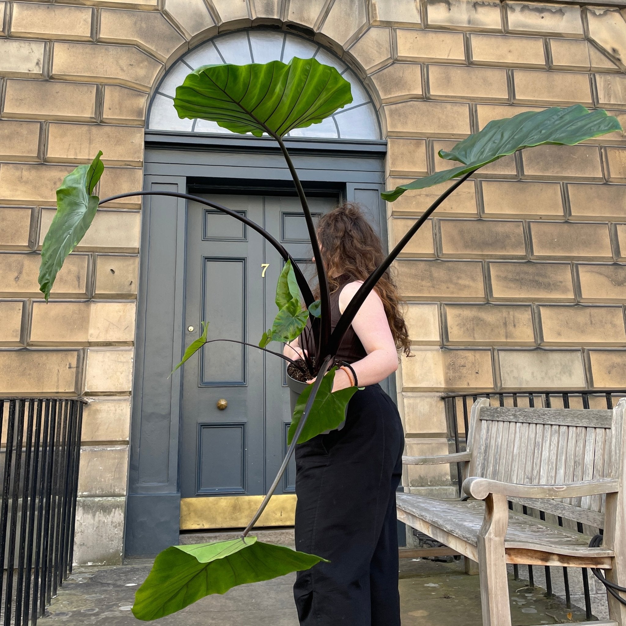 Alocasia macrorrhizos 'Black Stem' - grow urban. UK