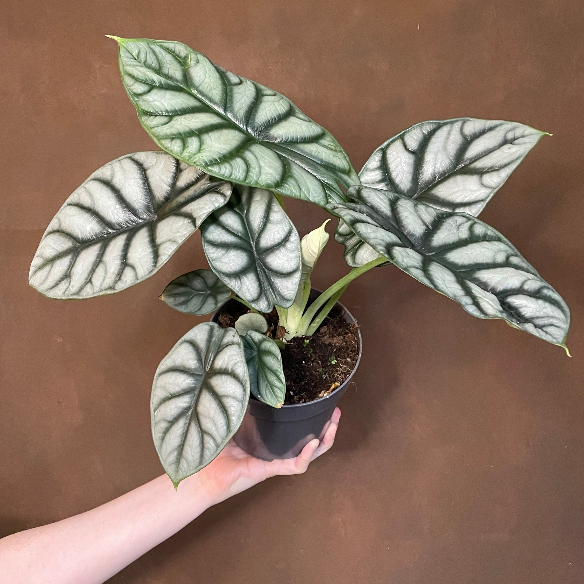 Alocasia ‘Nebula Silver’ - grow urban. UK