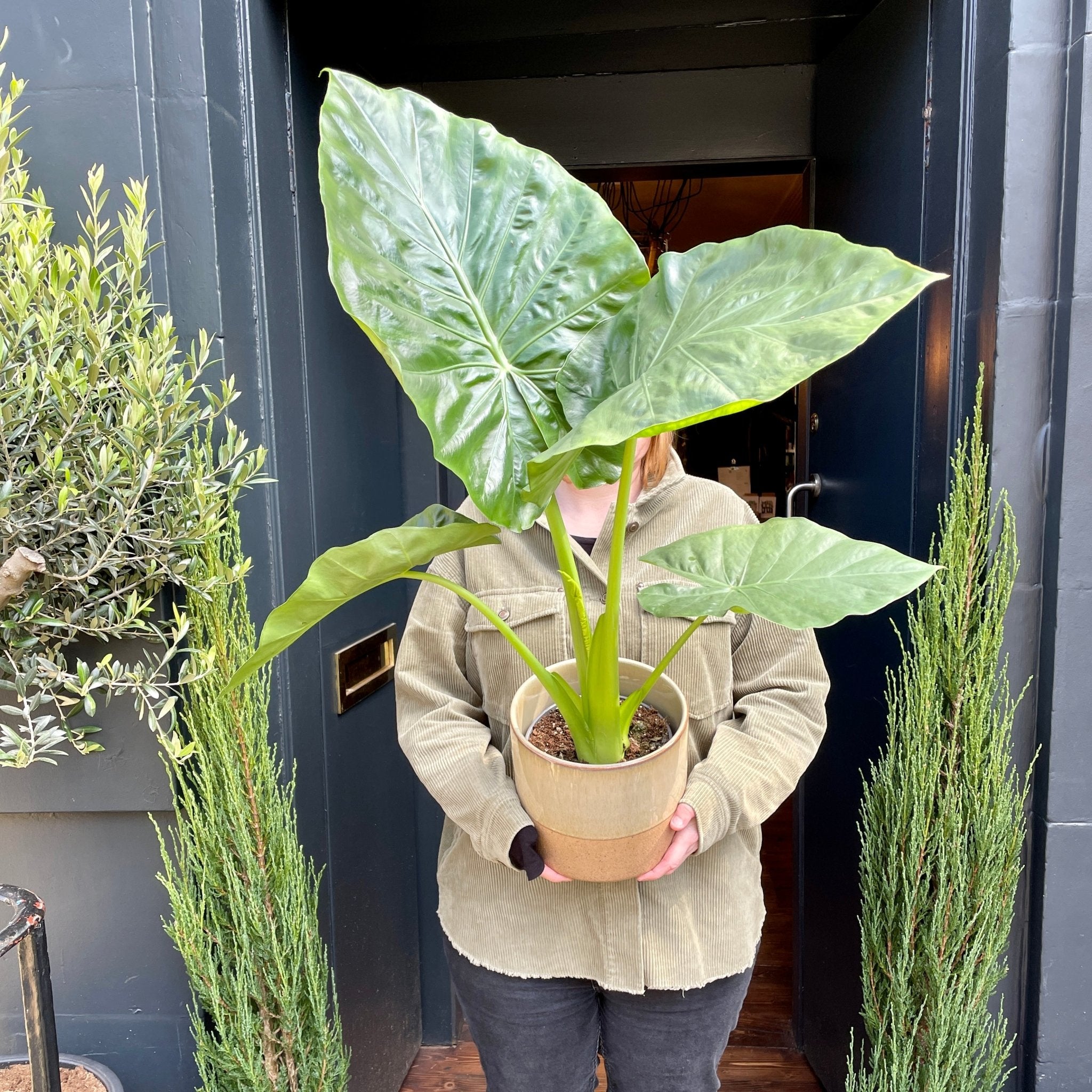 Alocasia odora - grow urban. UK