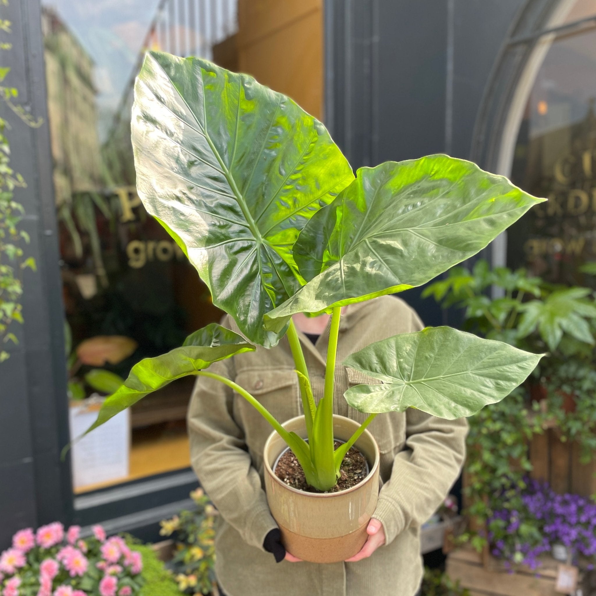 Alocasia odora - grow urban. UK