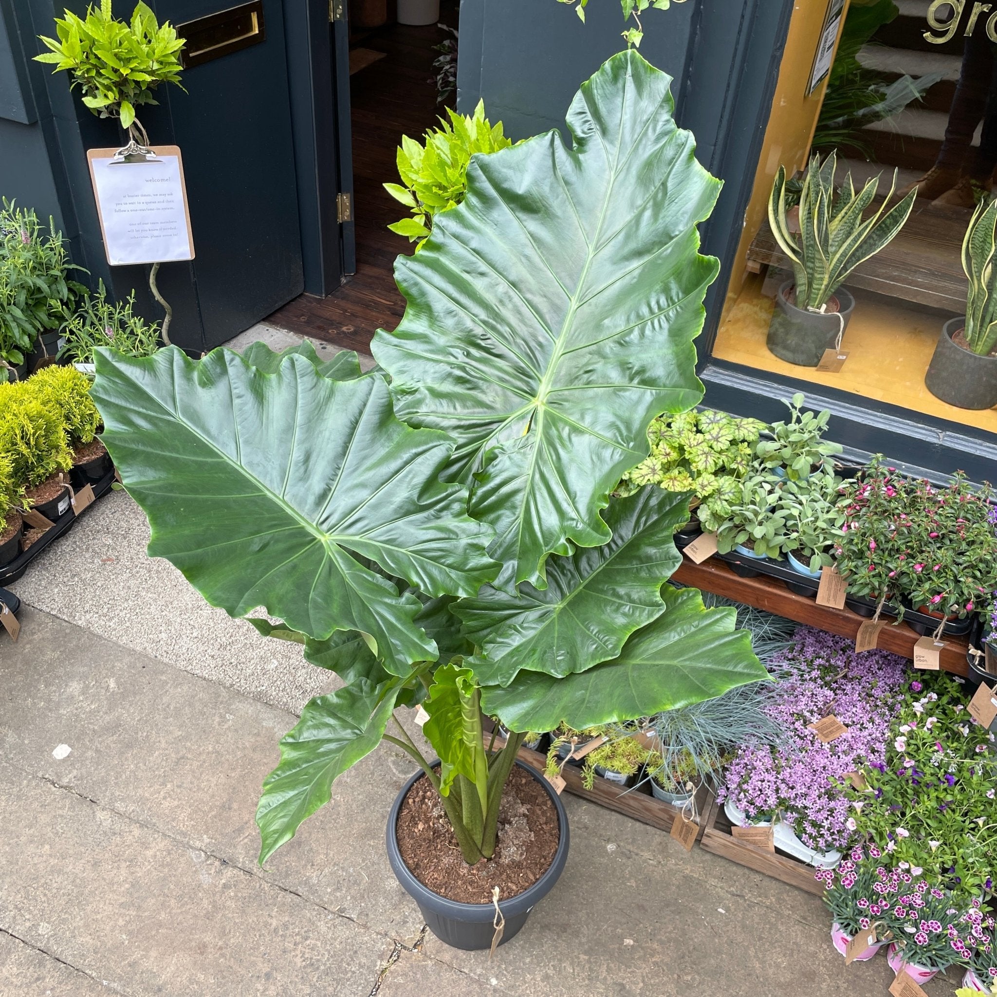 Alocasia portodora (35cm pot/150cm height) - grow urban. UK