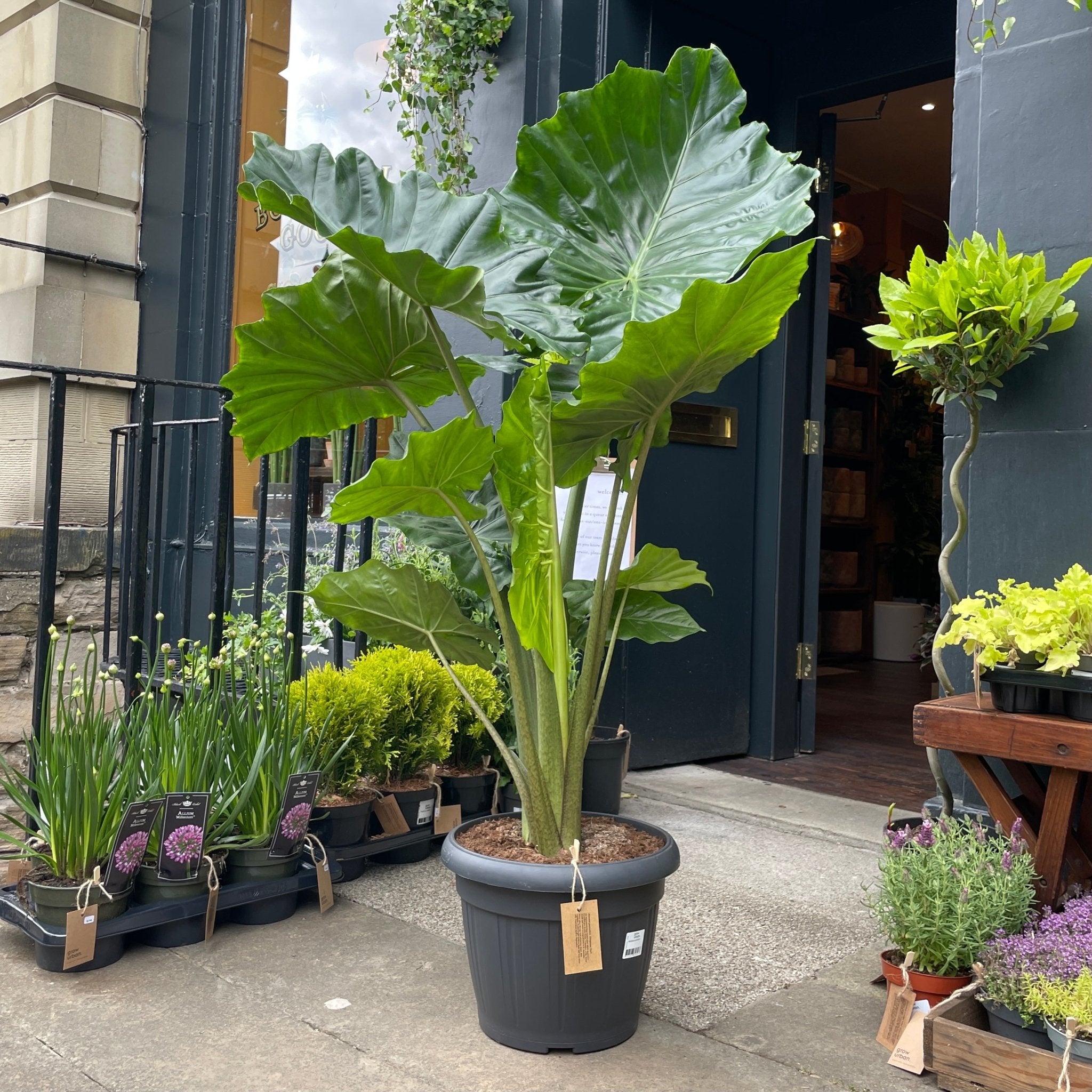 Alocasia portodora (35cm pot/150cm height) - grow urban. UK