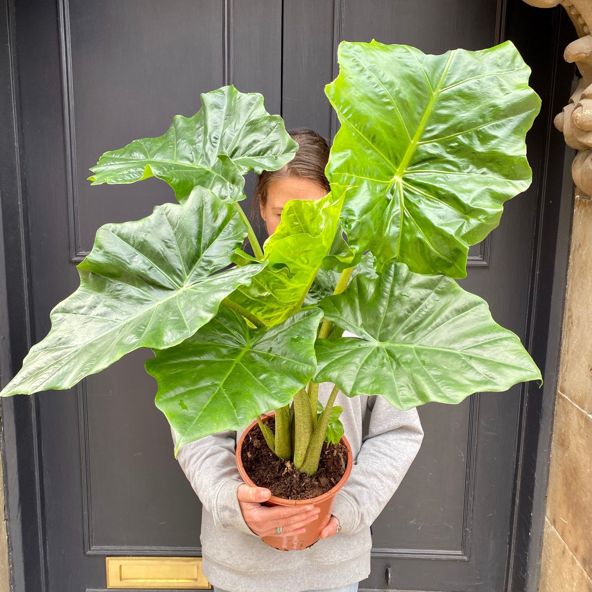 Alocasia portodora - grow urban. UK