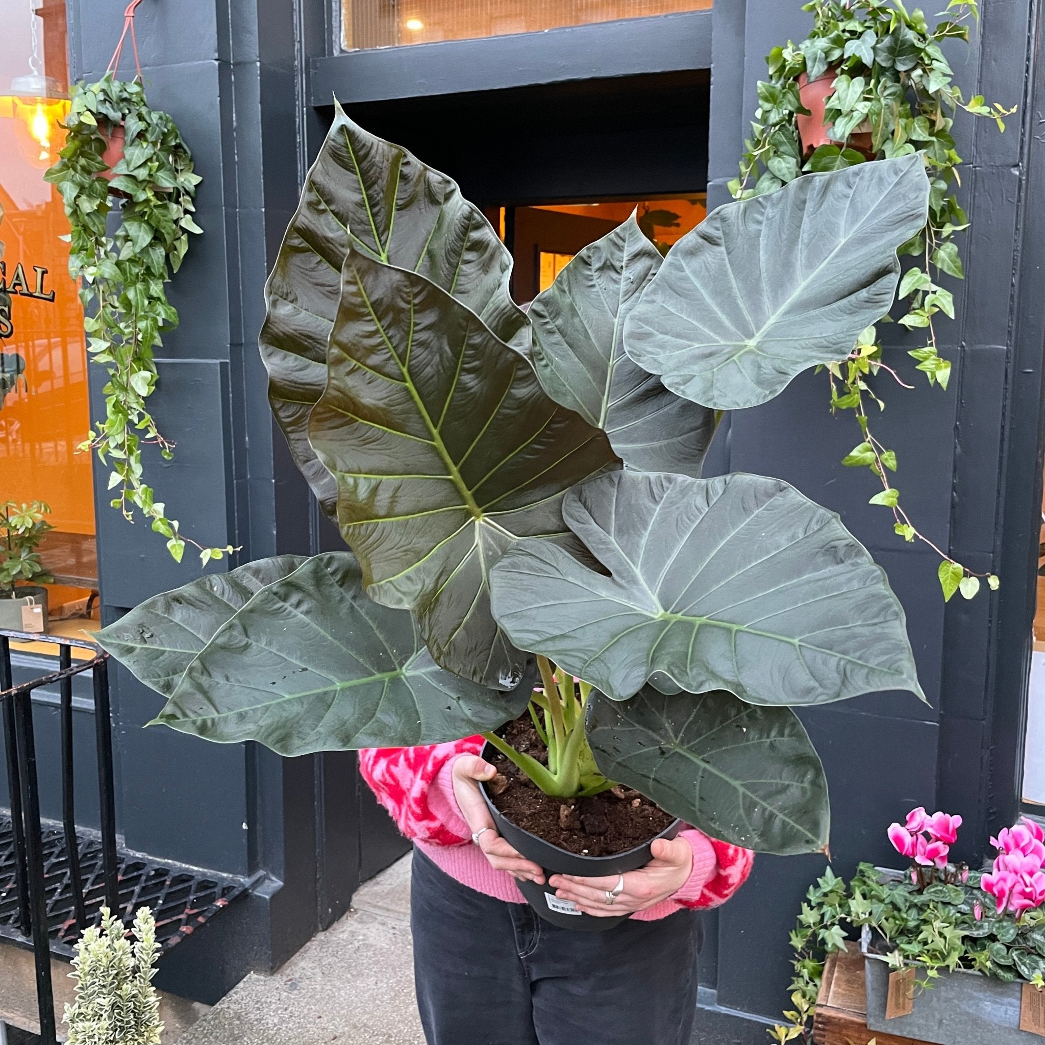 Alocasia 'Regal Shields' - grow urban. UK