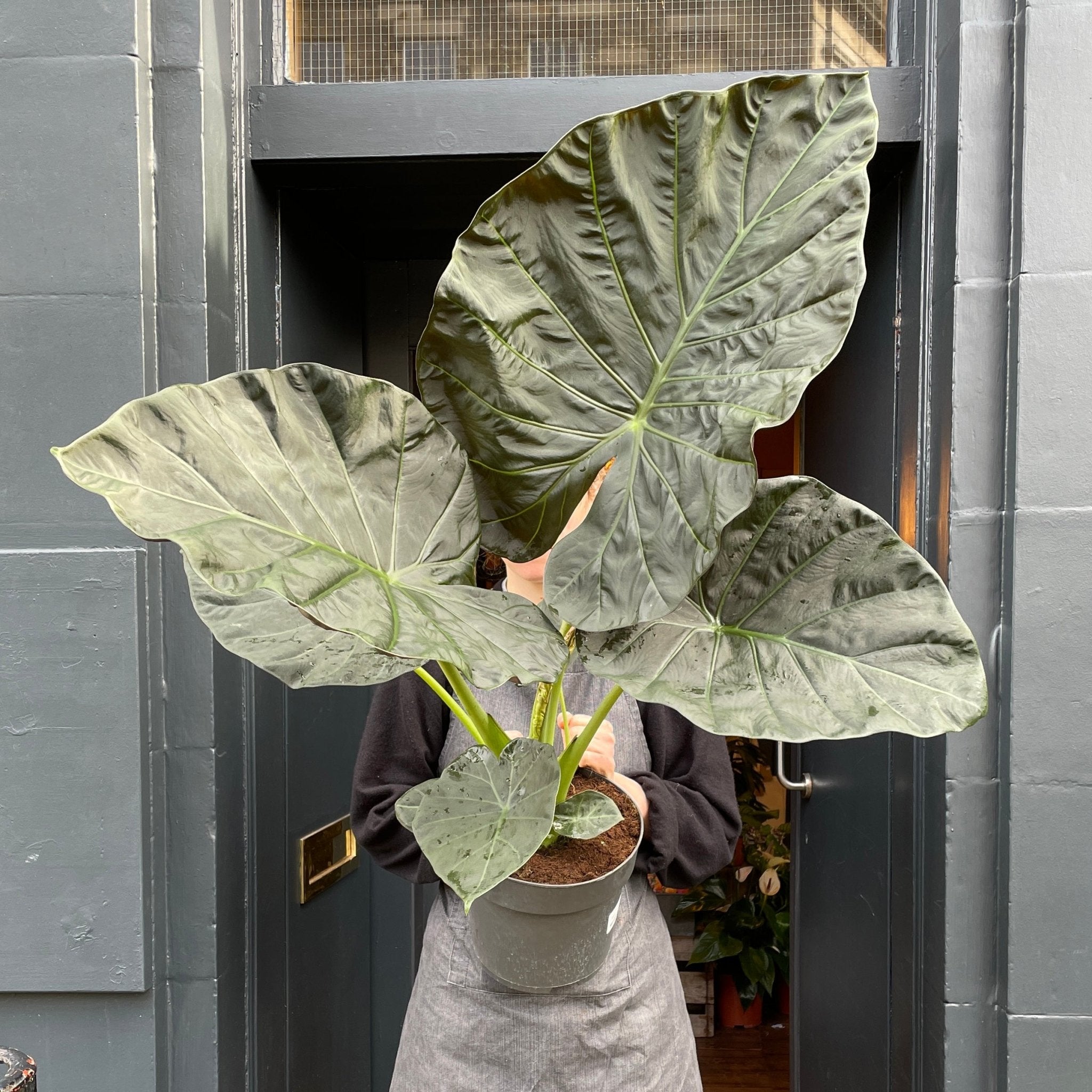 Alocasia 'Regal Shields' - grow urban. UK