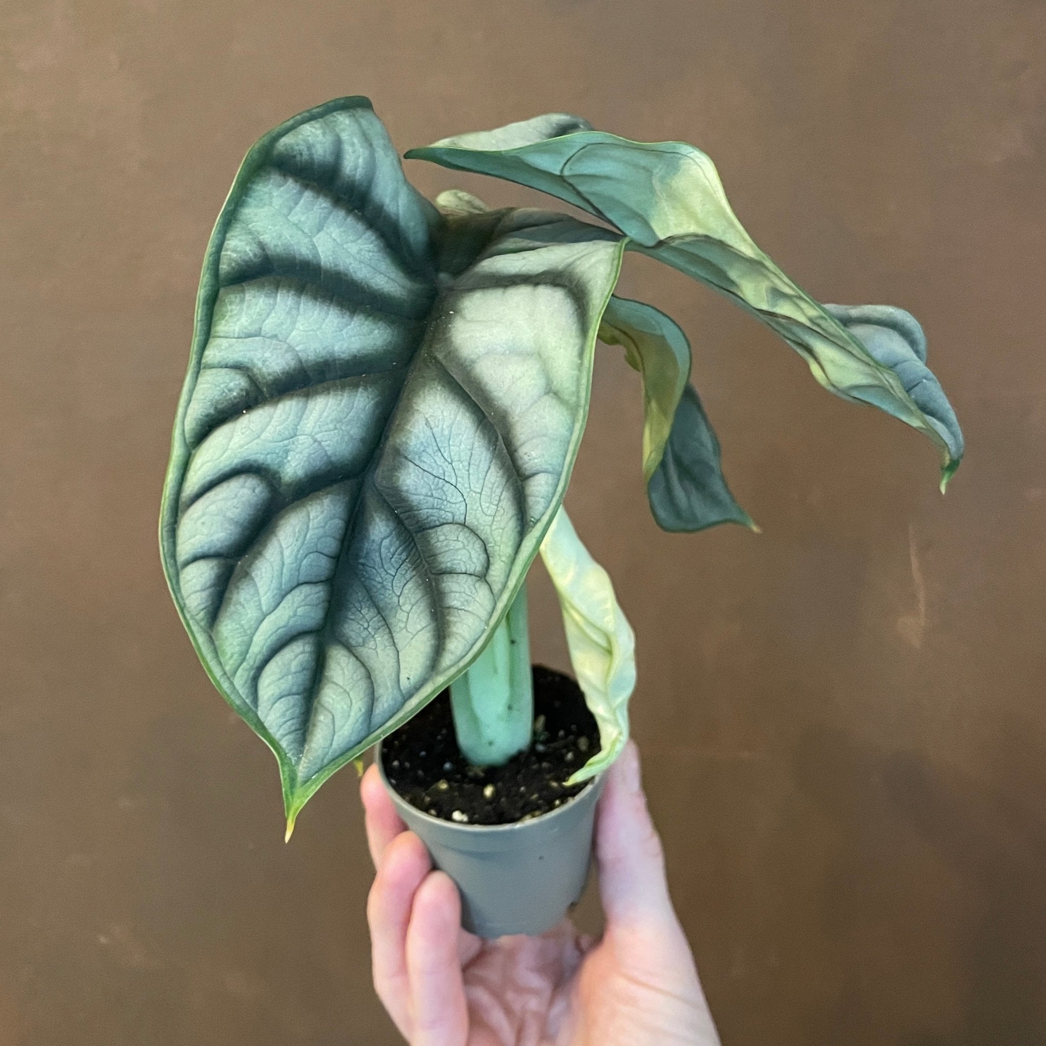 Alocasia ‘Silver Dragon’ (6cm pot) - grow urban. UK