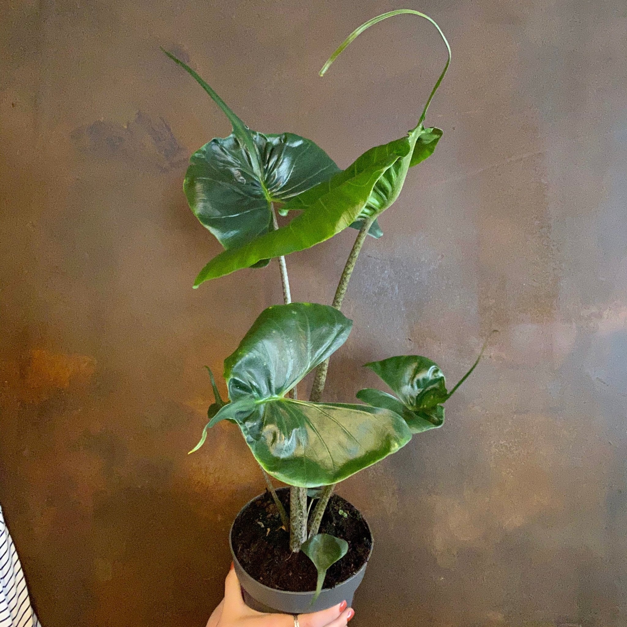 Alocasia ‘Stingray’ - grow urban. UK