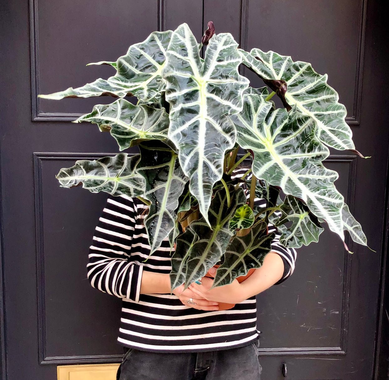 alocasia x amazonica polly Alocasia x amazonica