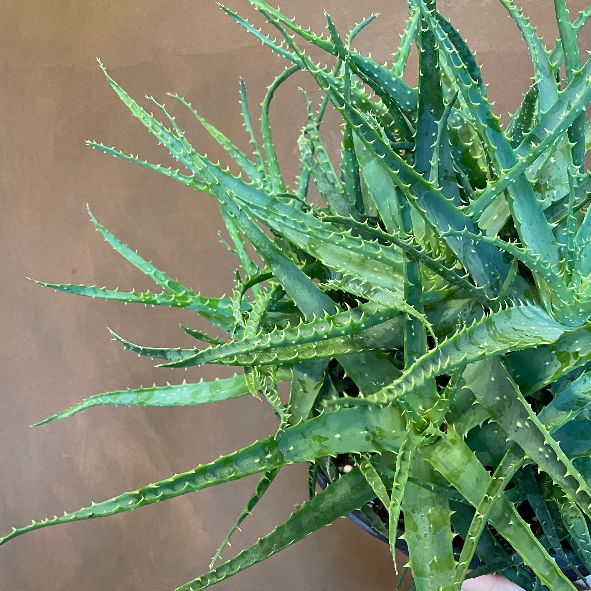 Aloe arborescens (27cm pot) - grow urban. UK