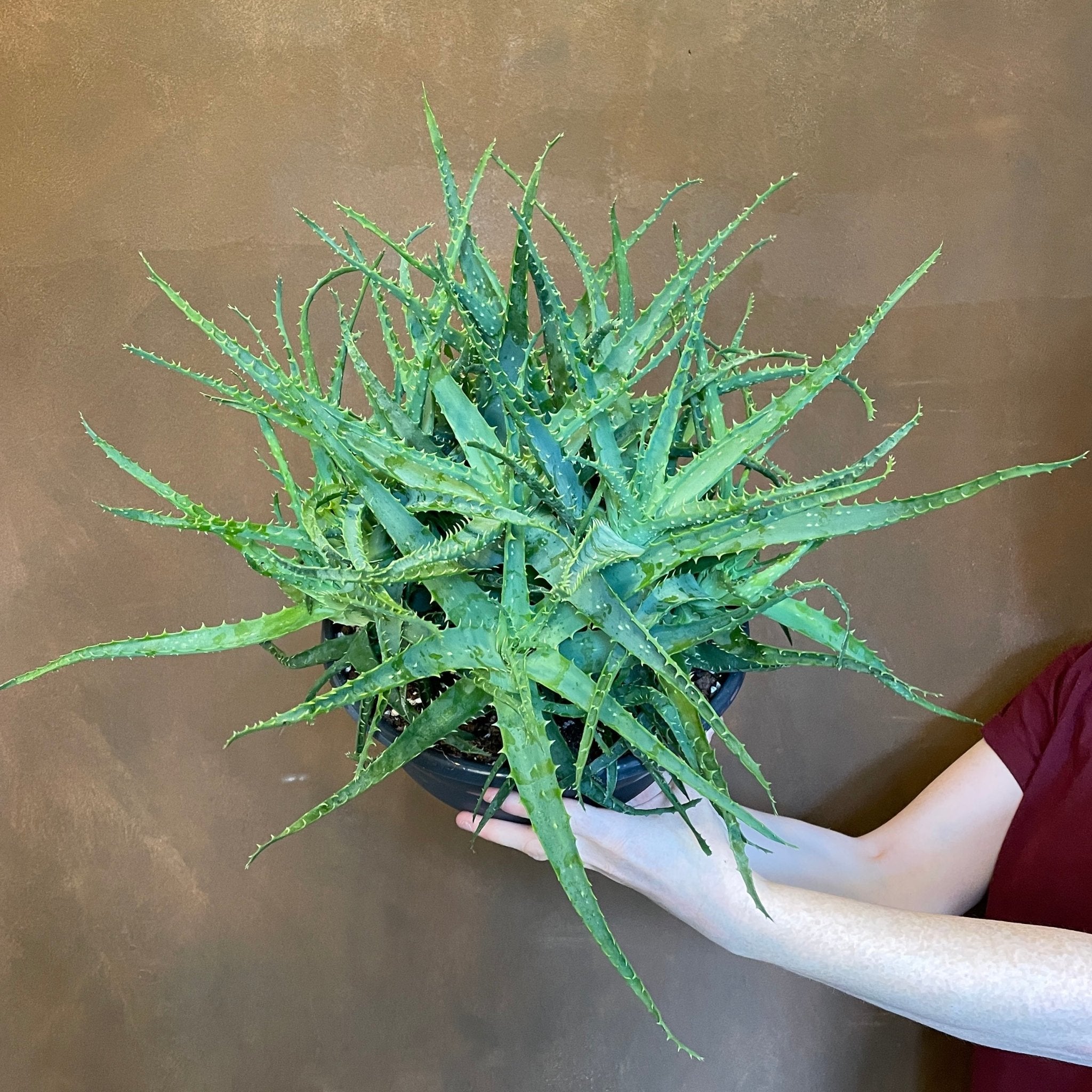 Aloe arborescens (27cm pot) - grow urban. UK