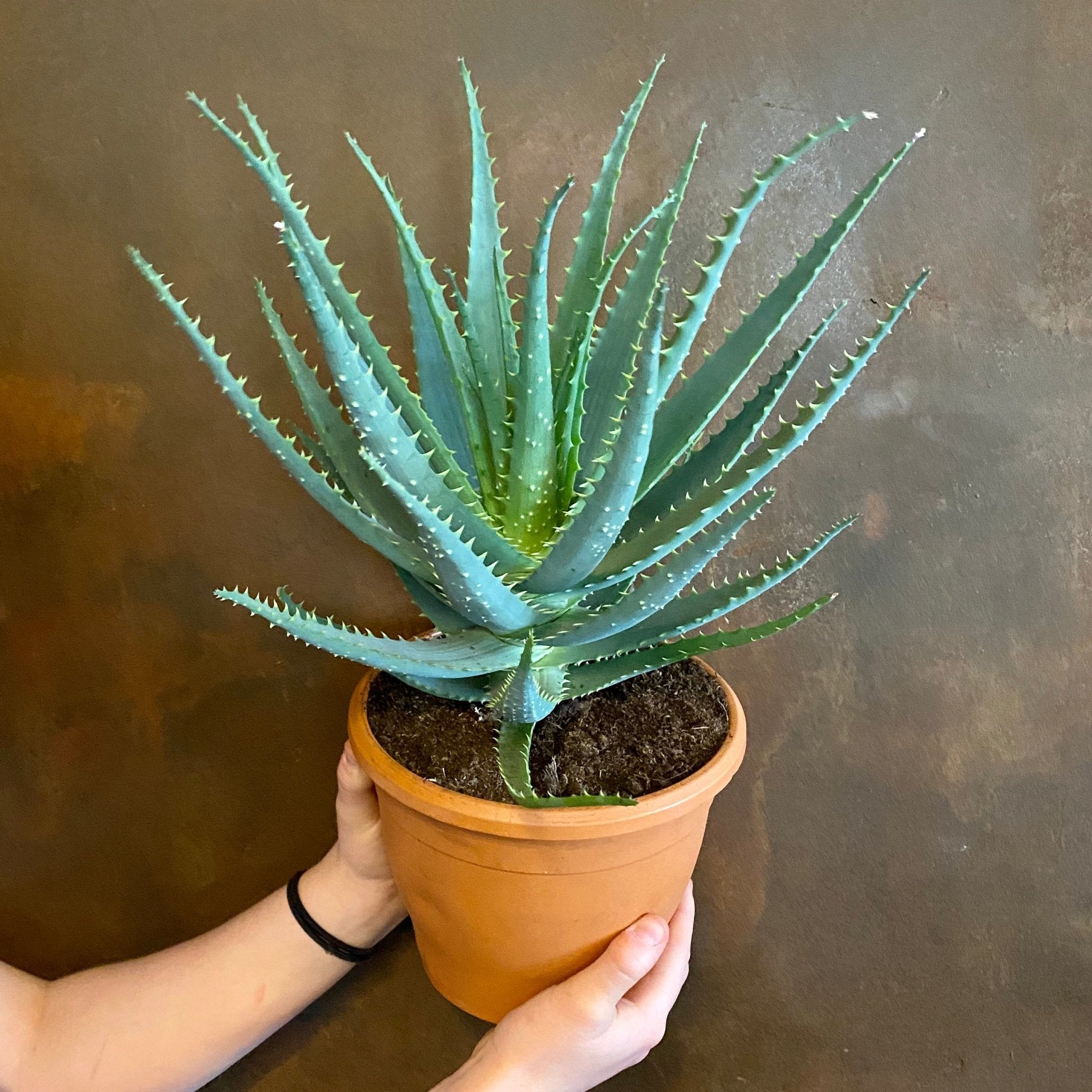 Aloe arborescens - grow urban. UK
