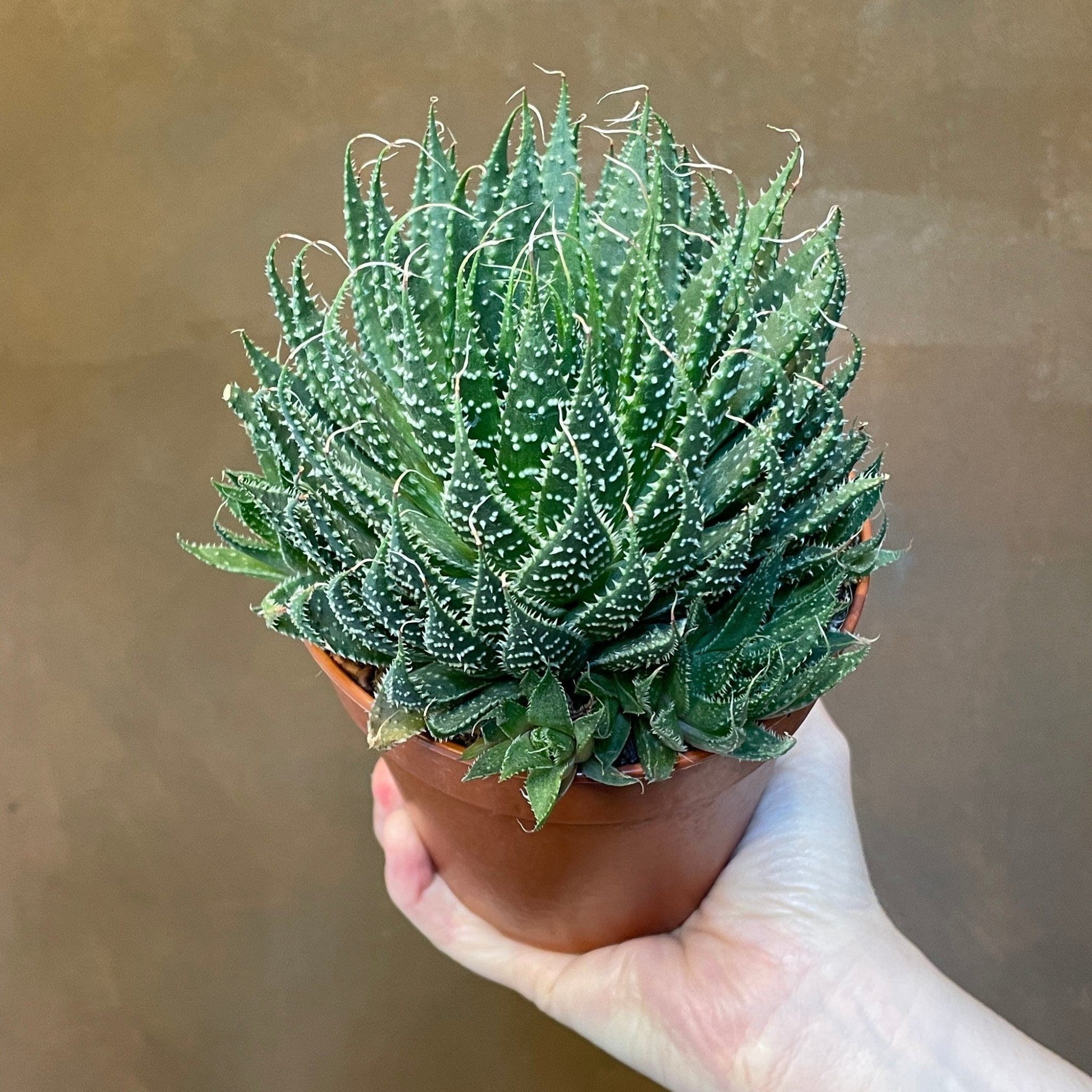 Aloe aristata (12cm pot) - grow urban. UK