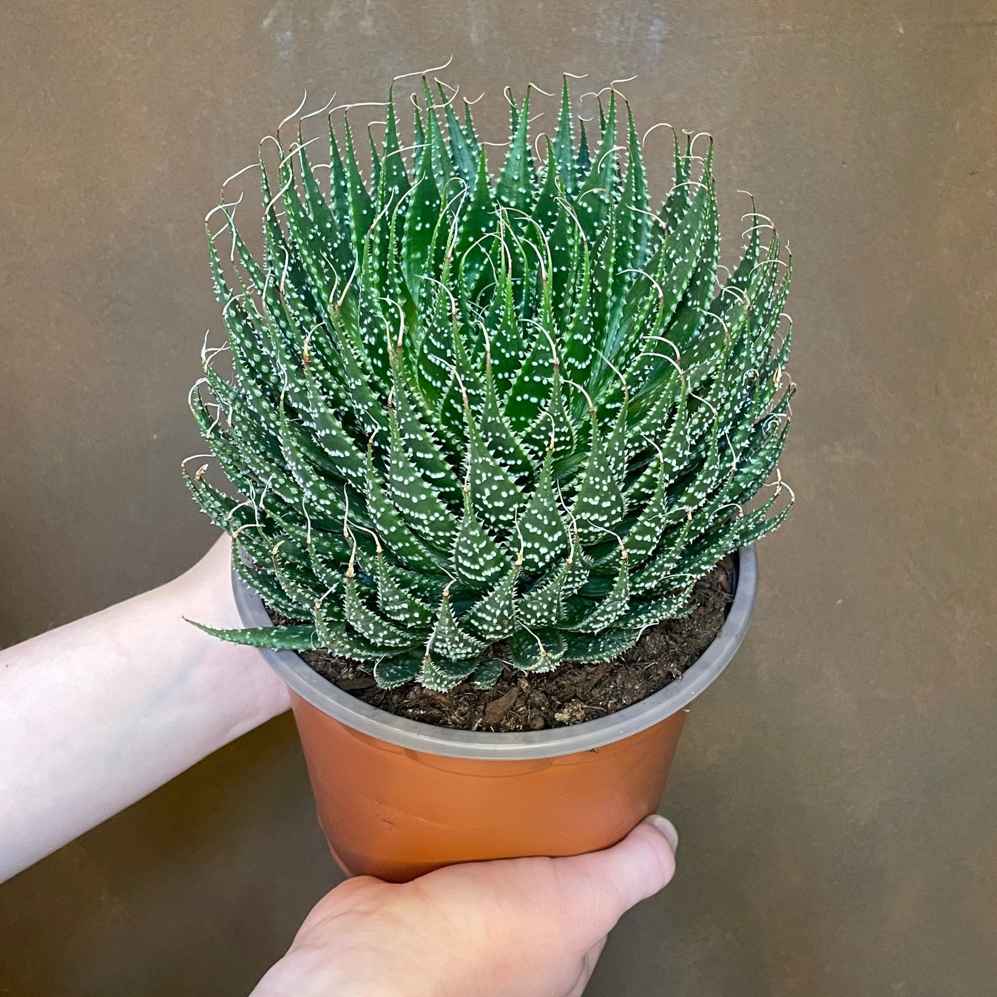 Aloe aristata - grow urban. UK