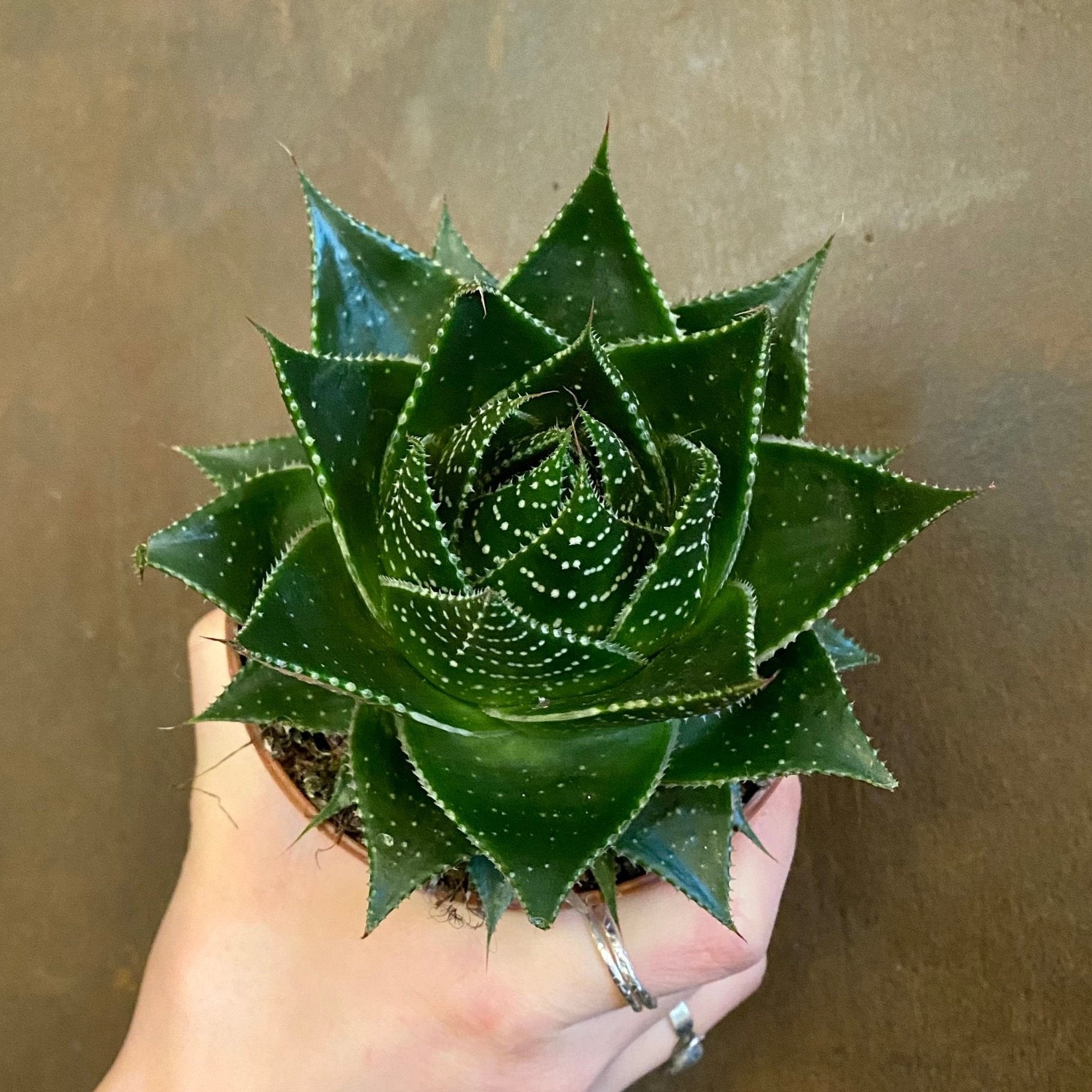Aloe ‘Cosmo’ (10.5cm pot) - grow urban. UK