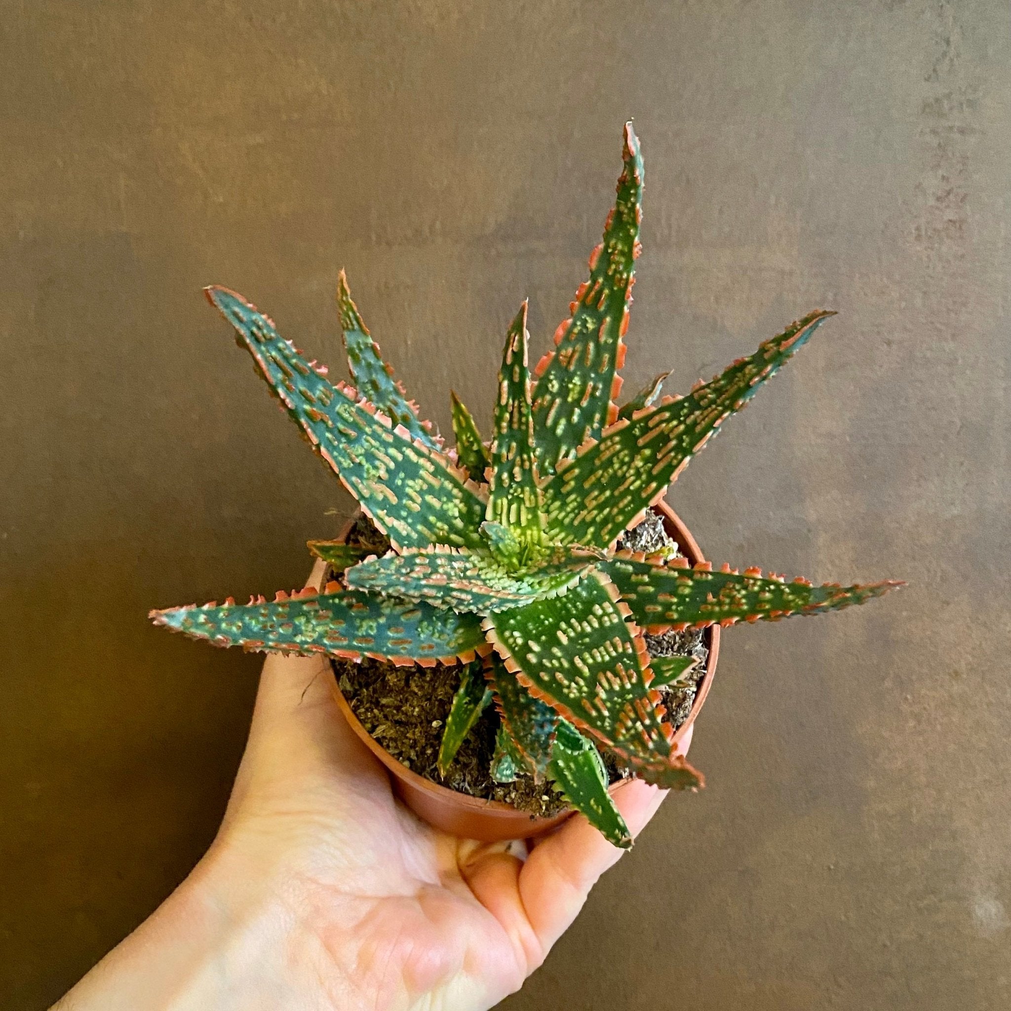 Aloe ‘Dannyz’ - grow urban. UK