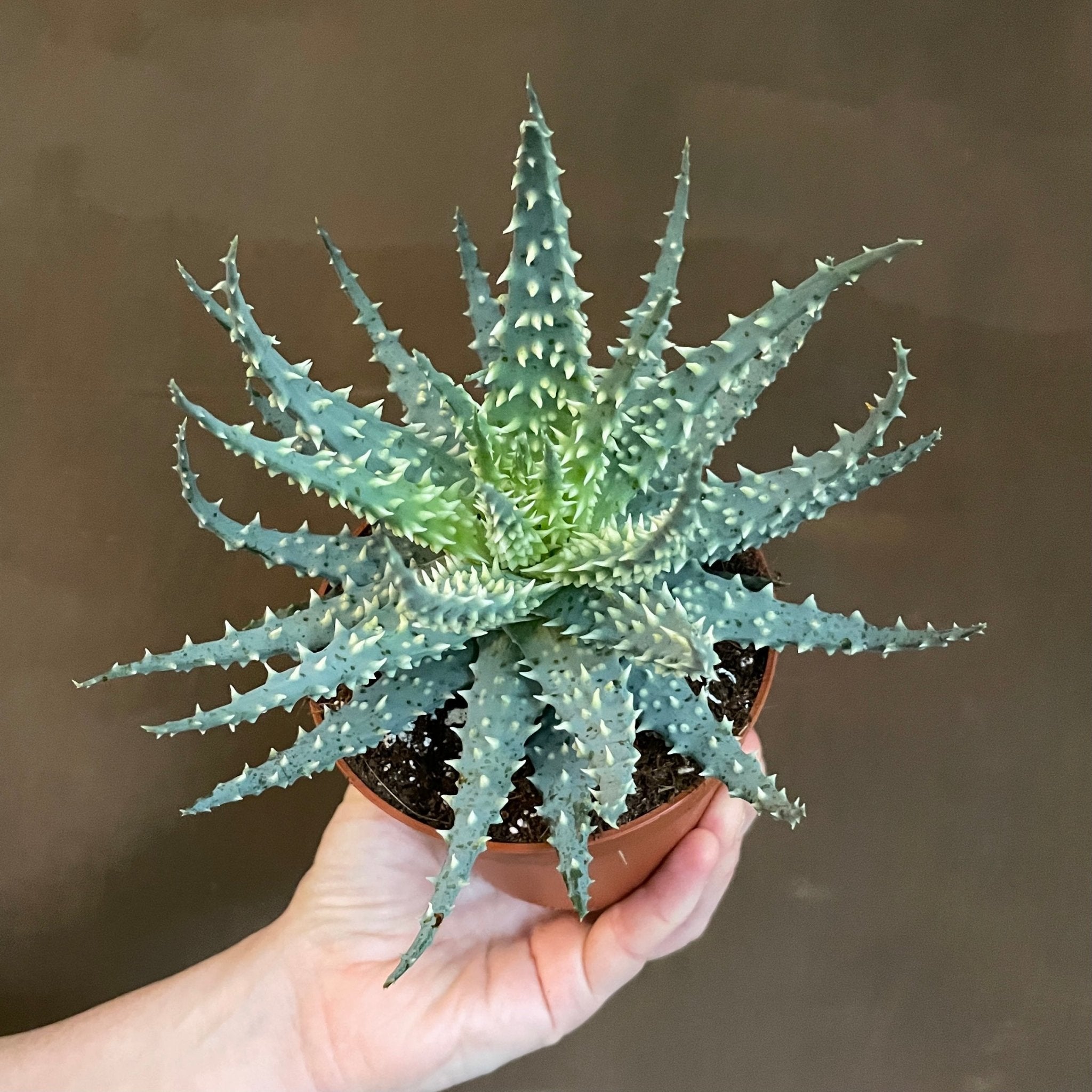 Aloe humilis 'Mara' - grow urban. UK