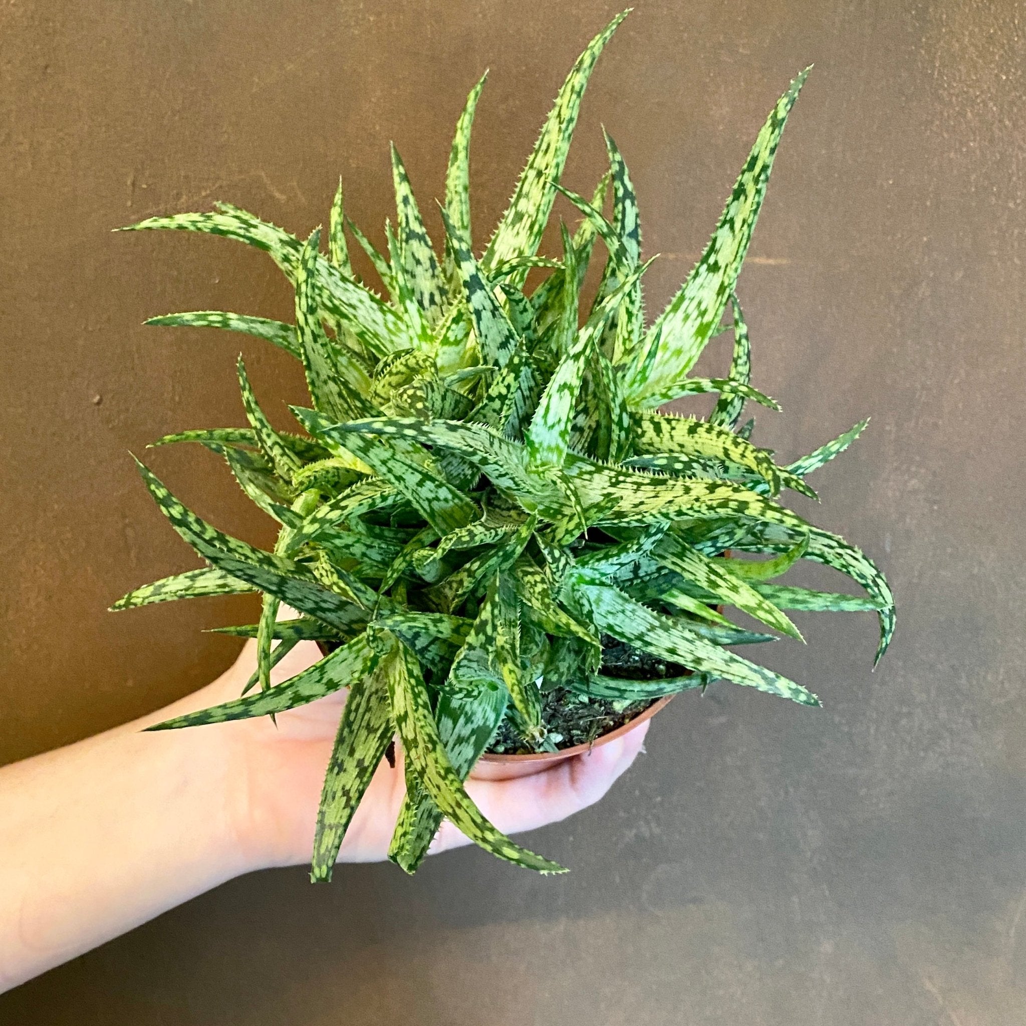 Aloe 'Jurassic Spider' (10.5cm pot) - grow urban. UK
