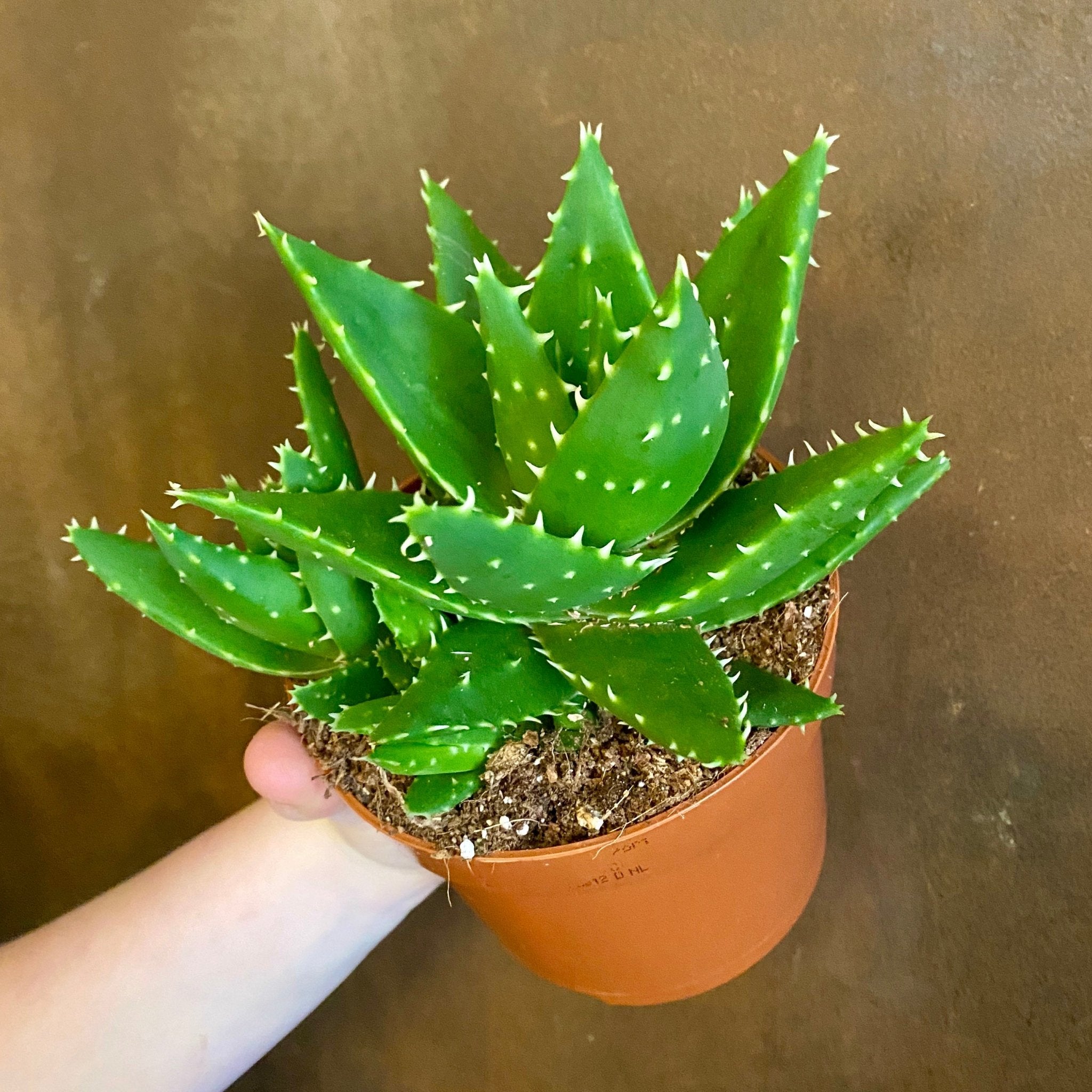 Aloe perfoliata - grow urban. UK