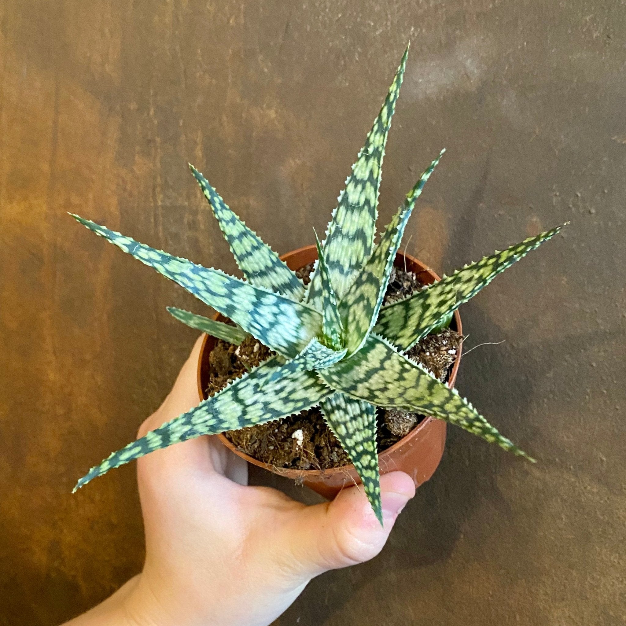 Aloe rauhii - grow urban. UK