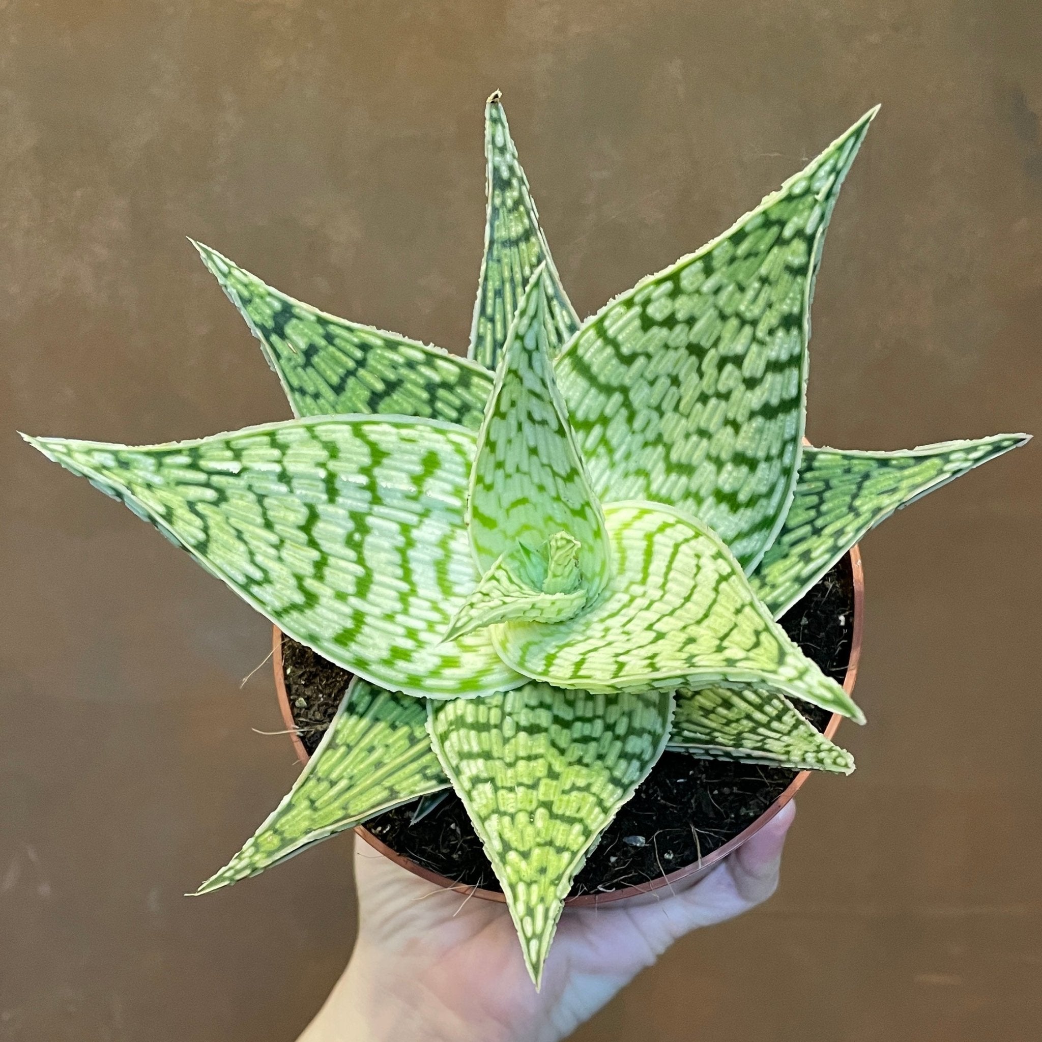 Aloe rauhii 'Demi' - grow urban. UK