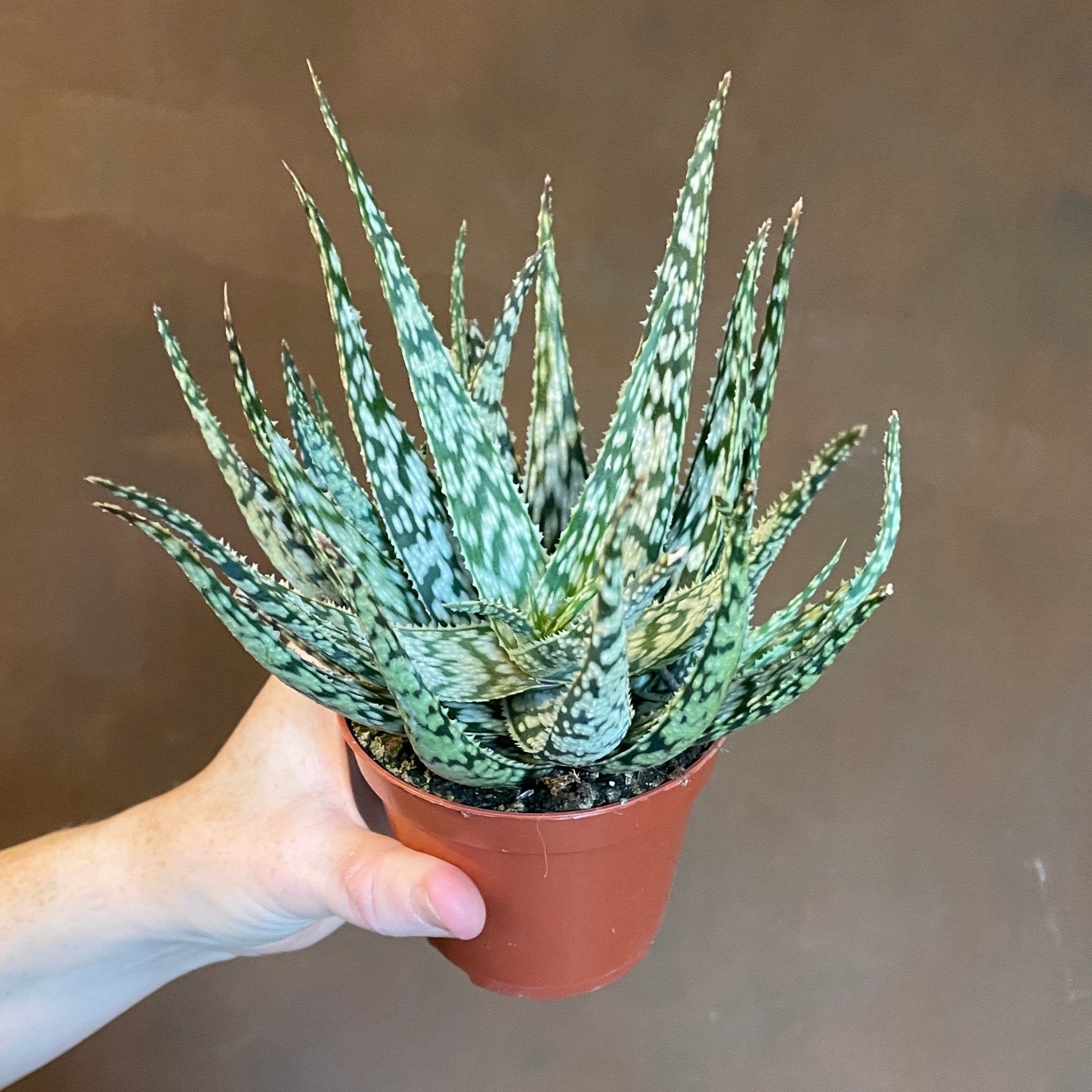 Aloe 'Snow White' - grow urban. UK