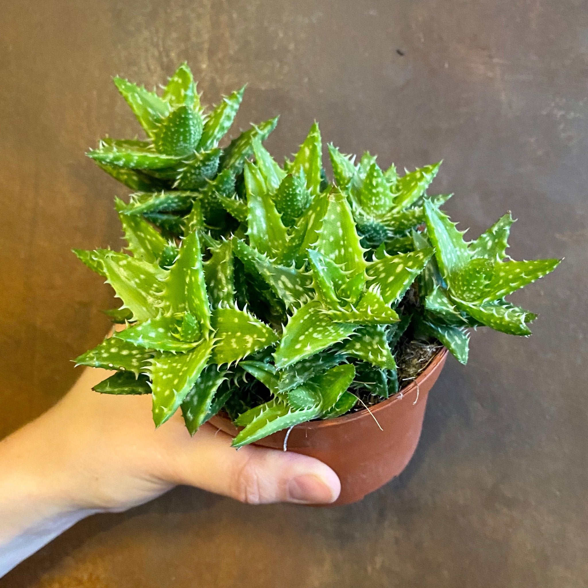 Aloe squarrosa - grow urban. UK