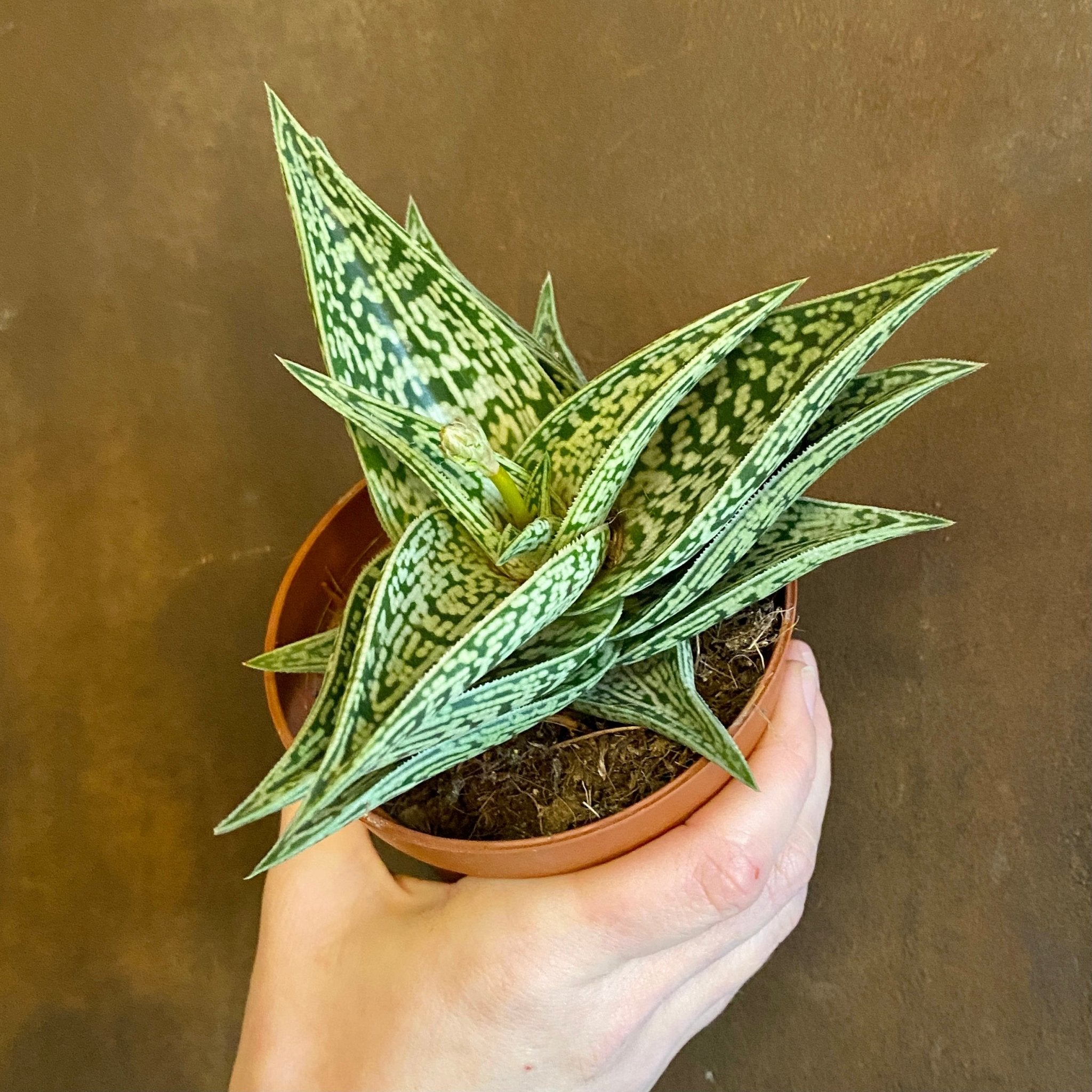 Aloe variegata 'Tribal' - grow urban. UK
