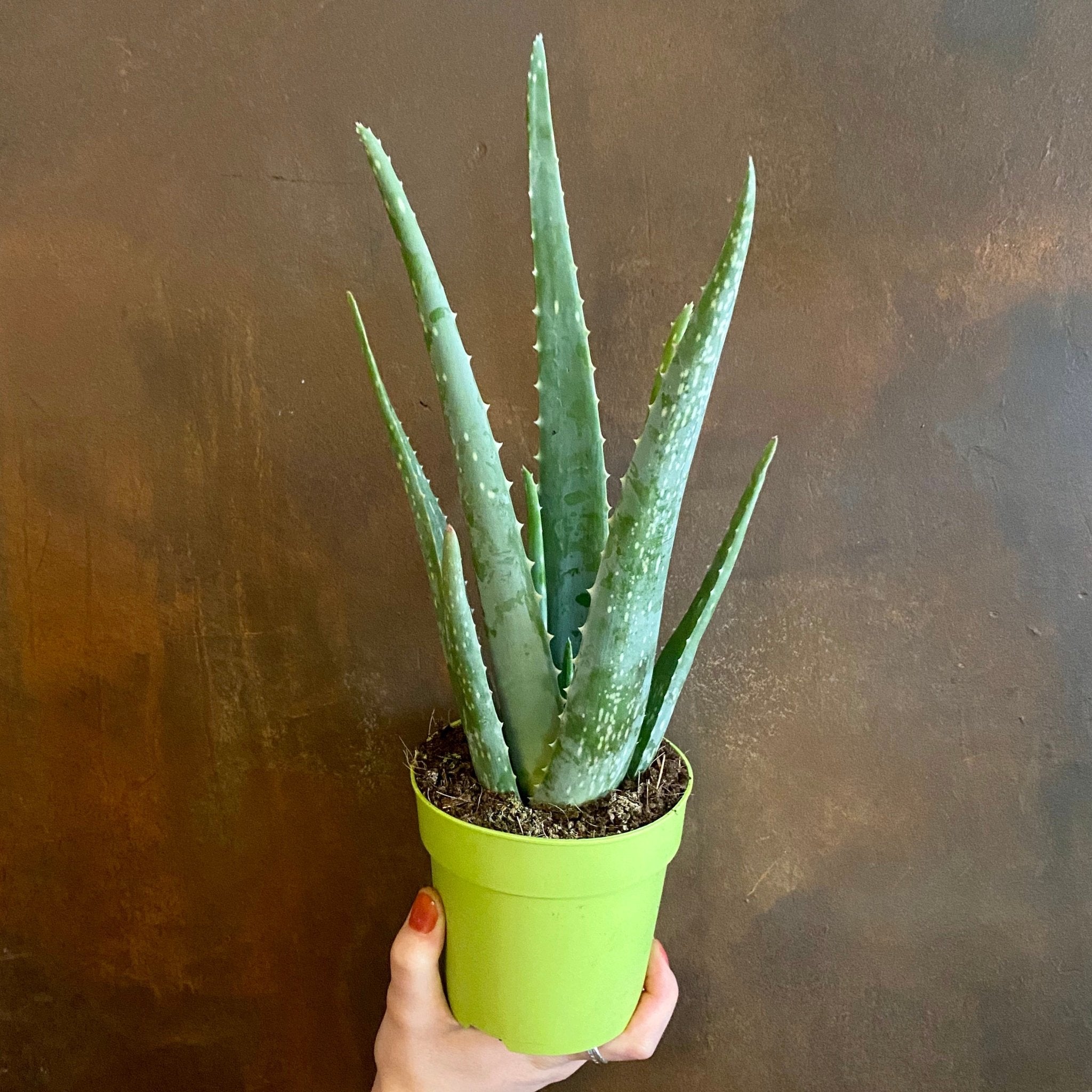 Aloe vera (12cm pot) - grow urban. UK