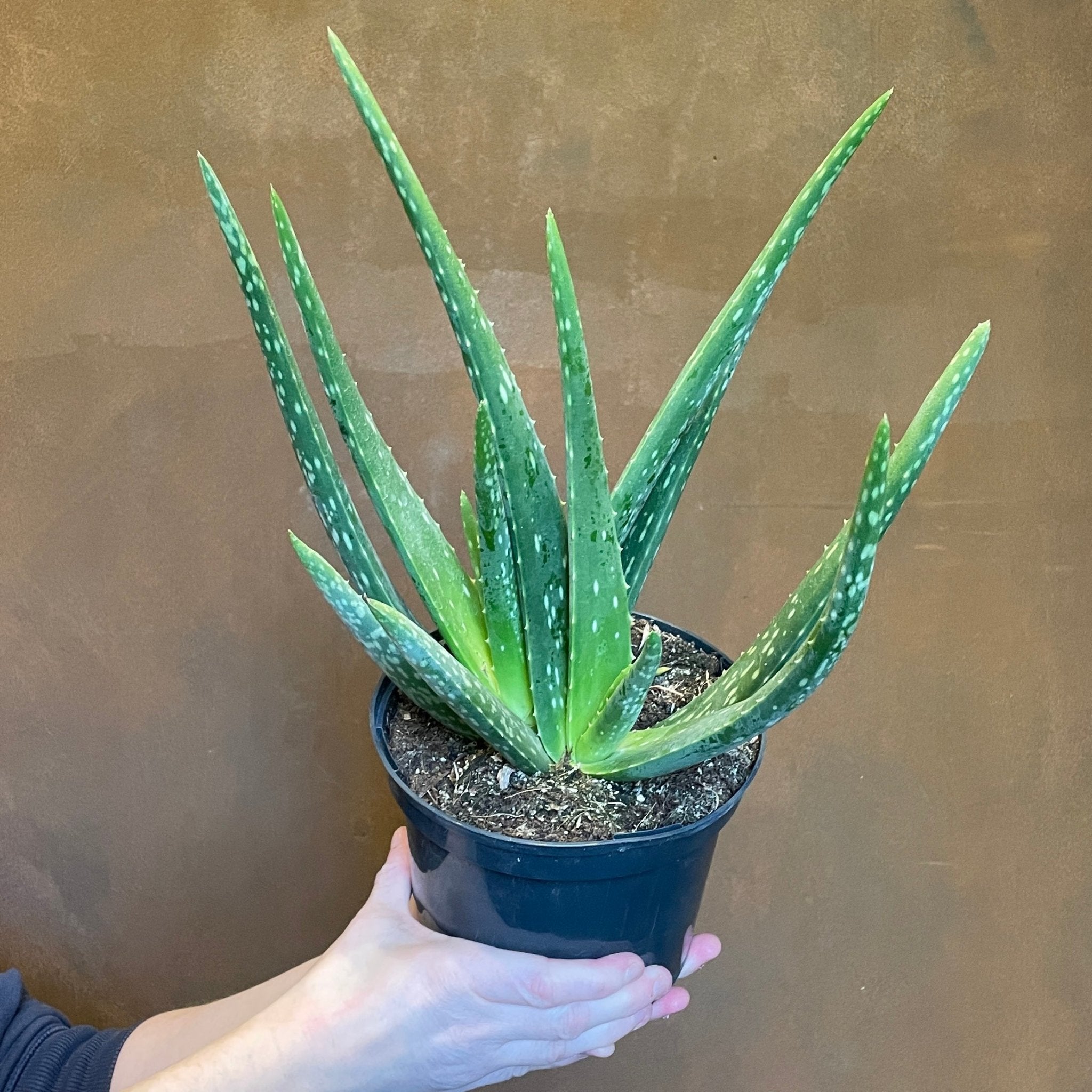 Aloe vera (17cm pot) - grow urban. UK