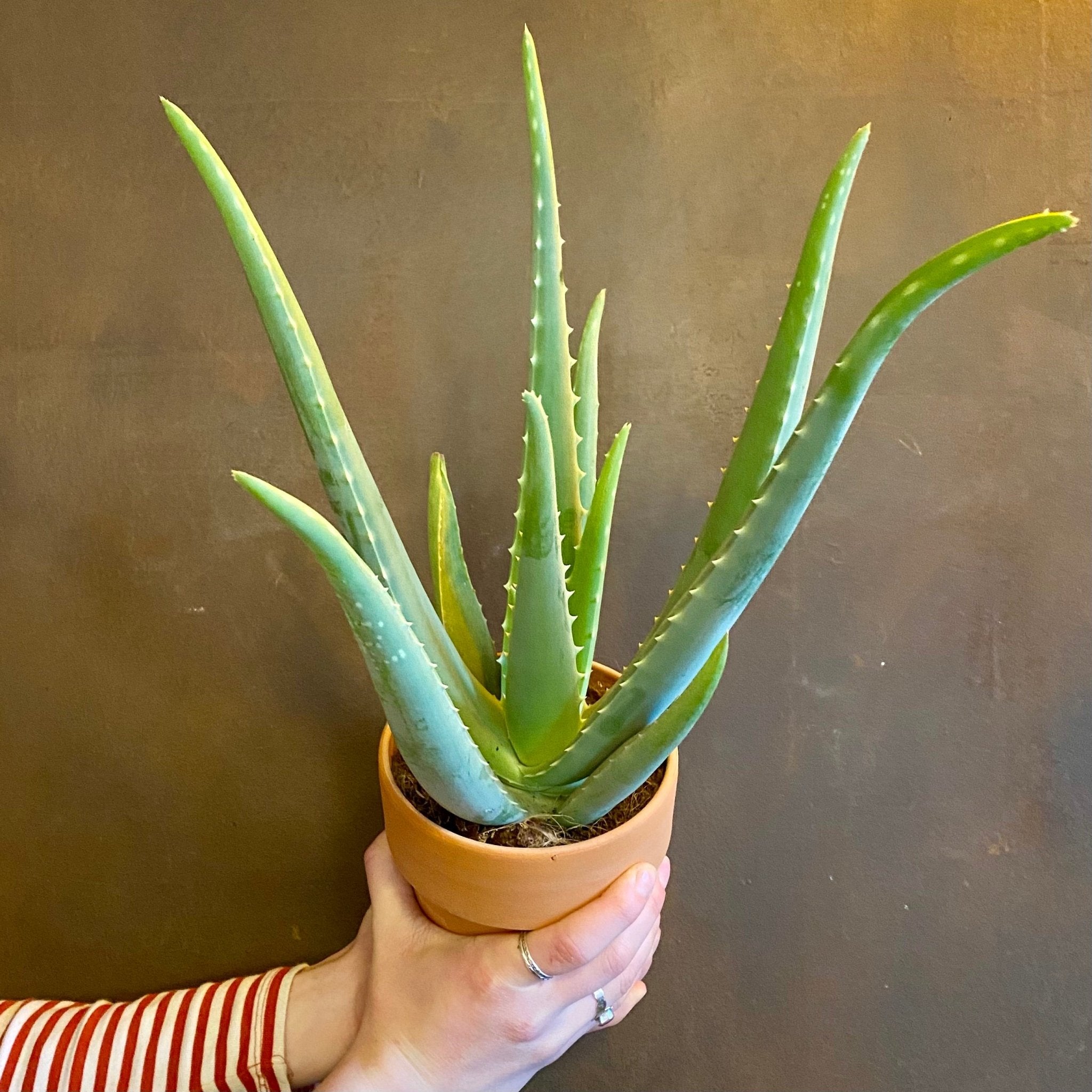 Aloe vera (with terracotta pot) - grow urban. UK