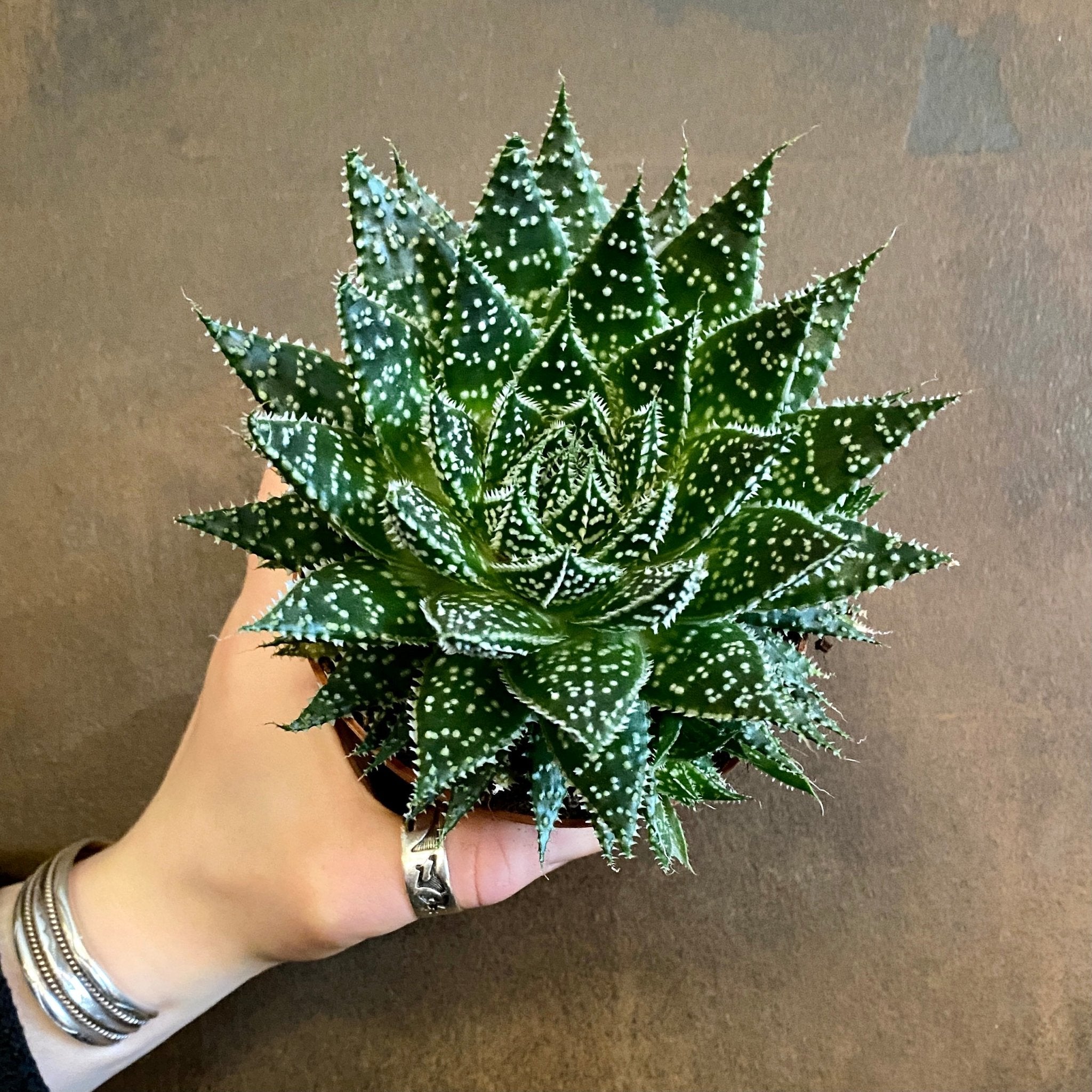 Aloe ‘Zambezi’ (10.5cm pot) - grow urban. UK