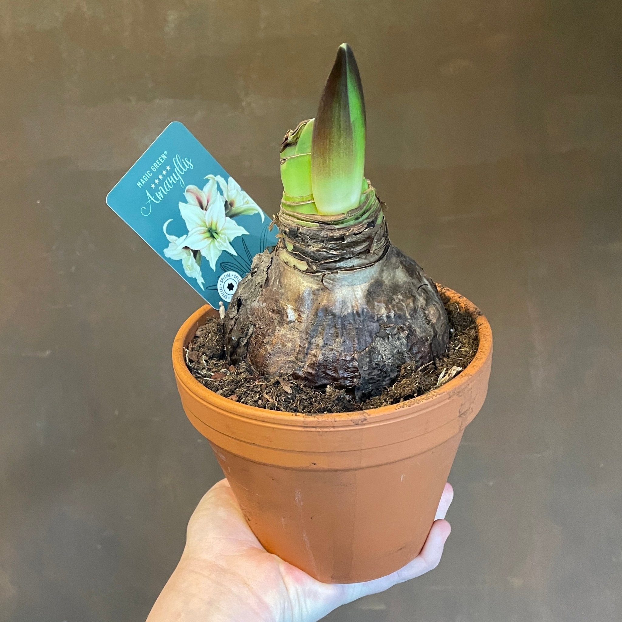 Amaryllis with Terracotta Pot - grow urban. UK