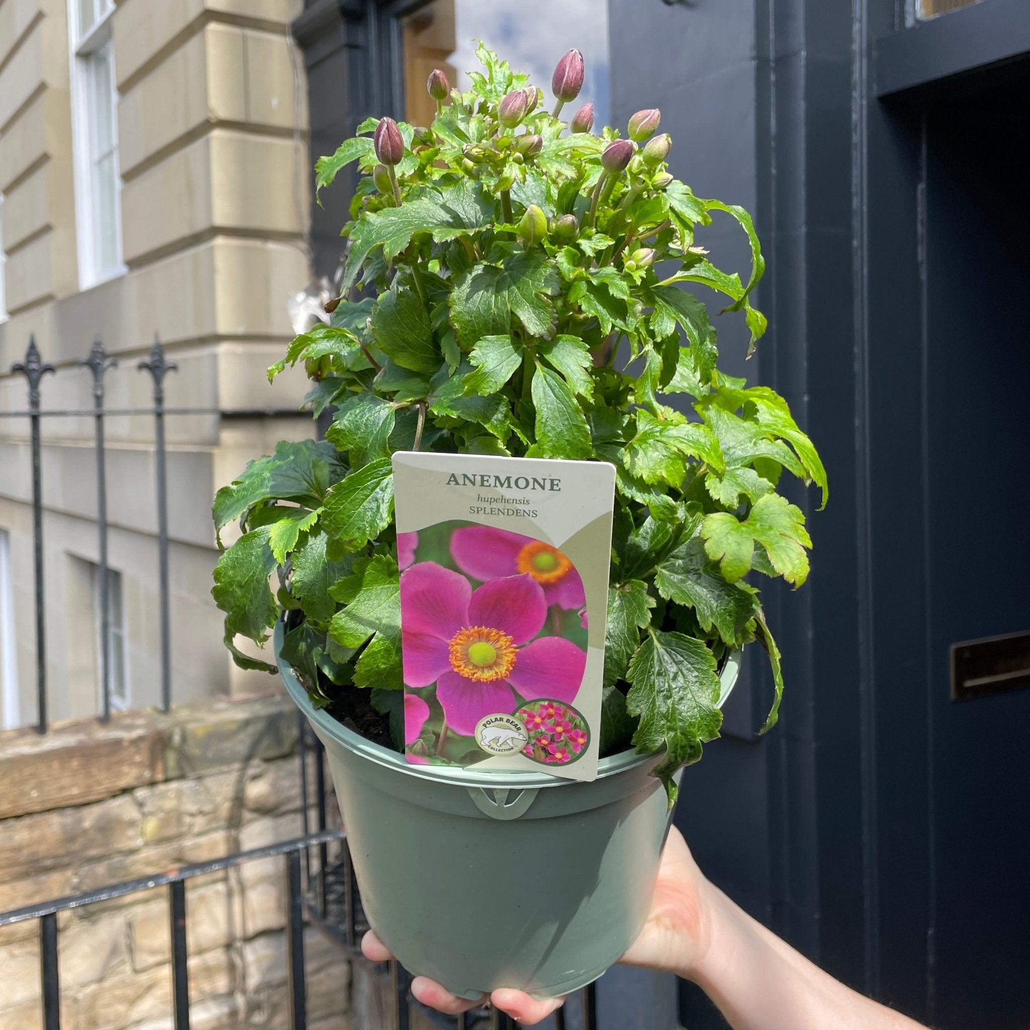 Anemone 'Red Riding Hood' - grow urban. UK