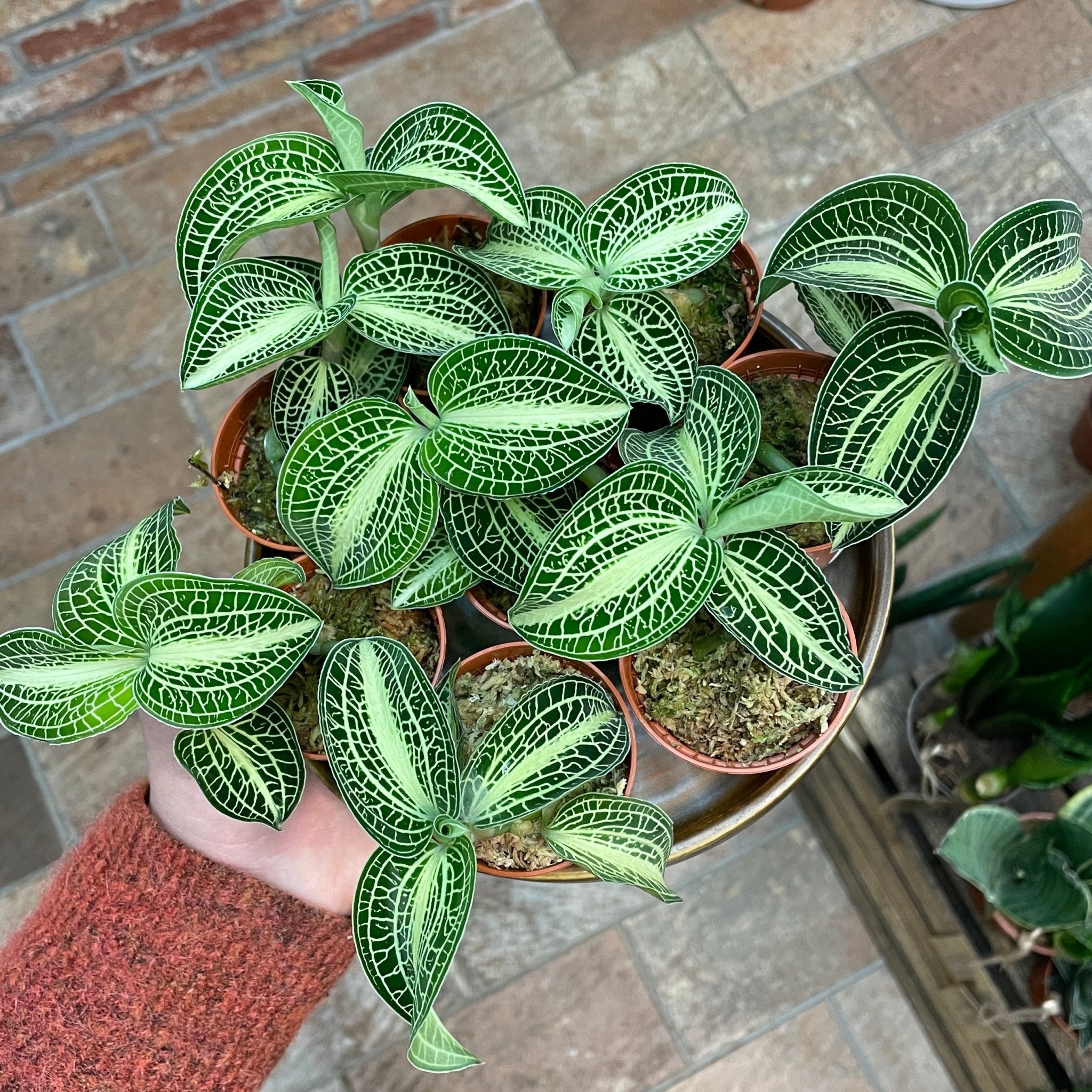 Anoectochilus siamensis ‘White Center’ - grow urban. UK