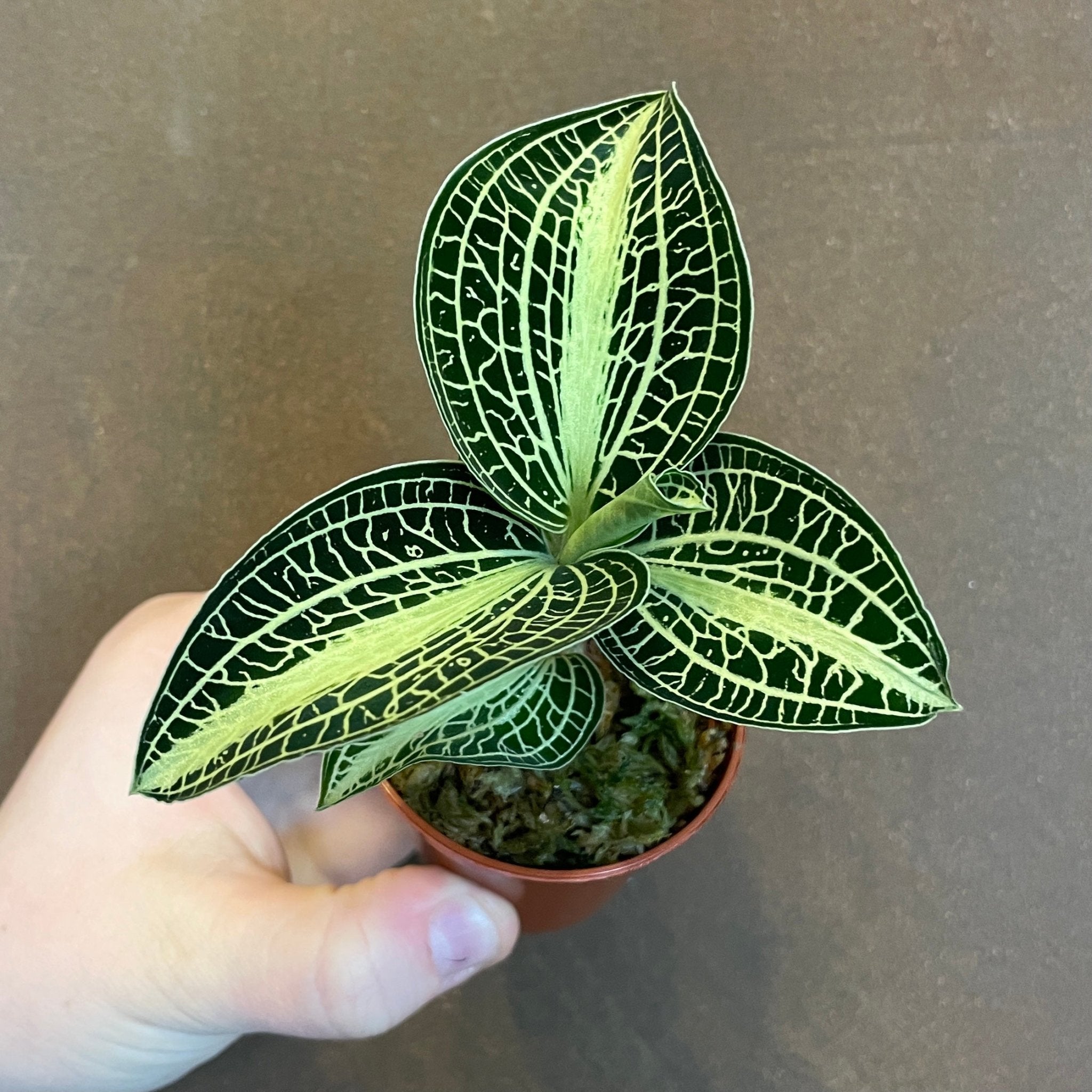 Anoectochilus siamensis ‘White Center’ - grow urban. UK