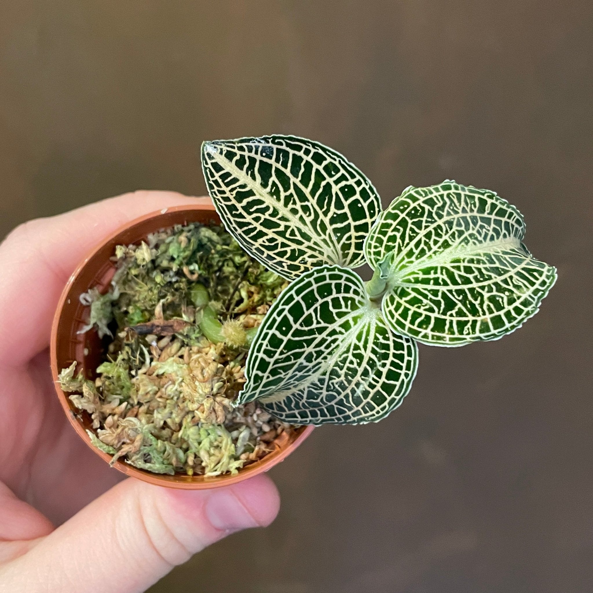 Anoectochilus siamensis x roxburghii - grow urban. UK