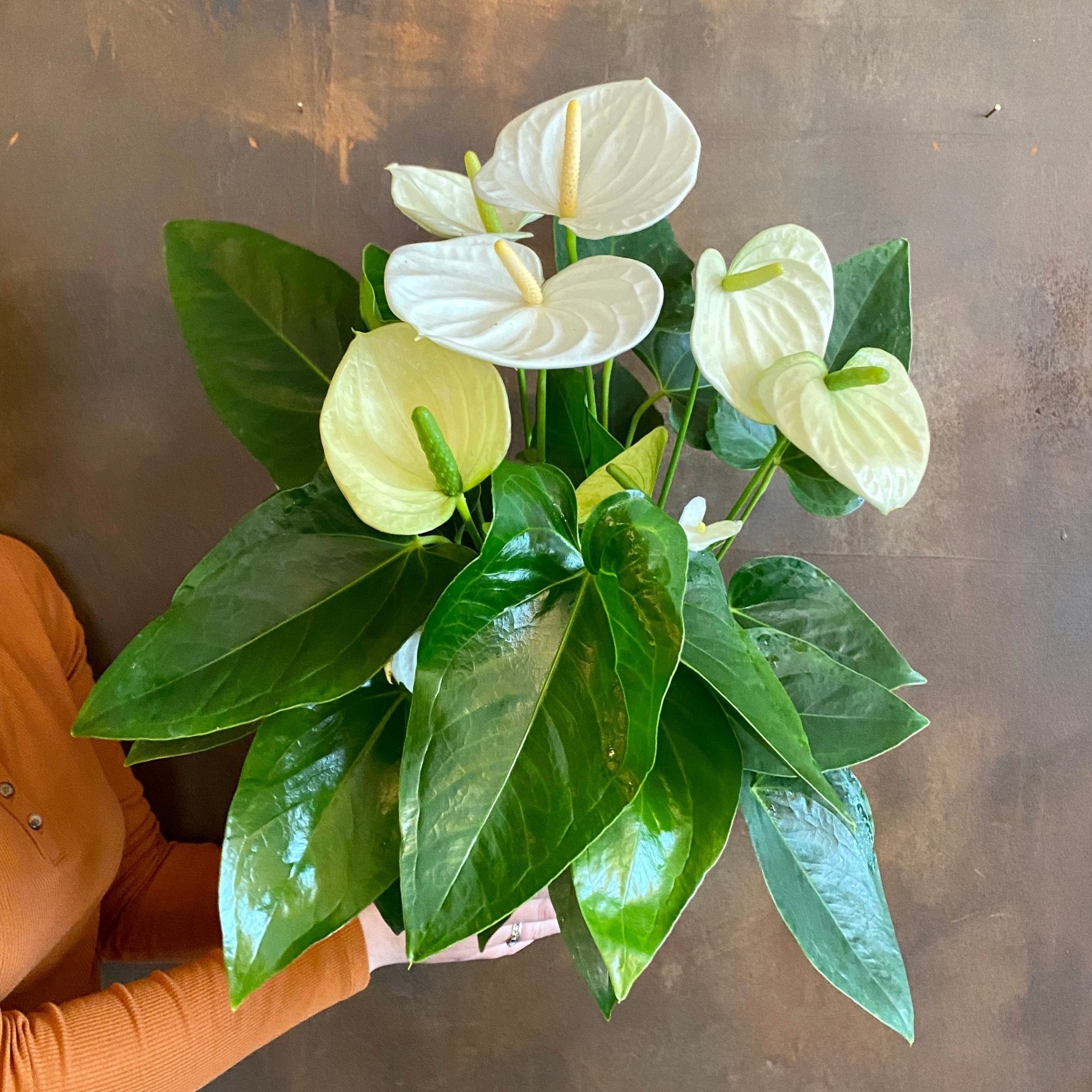 Anthurium ‘Alaska’ - grow urban. UK