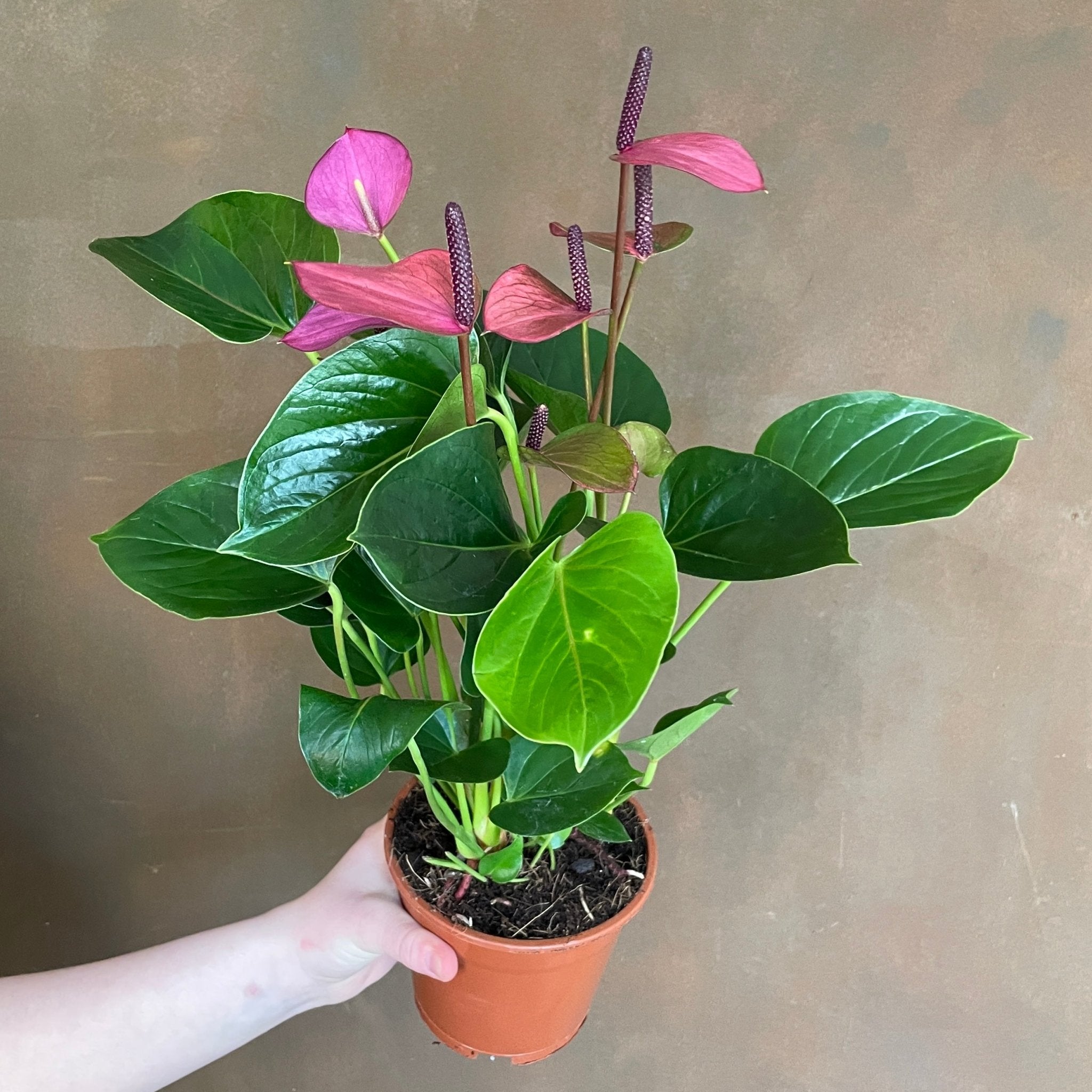 Anthurium ‘Baby Purple’ (14cm pot) - grow urban. UK