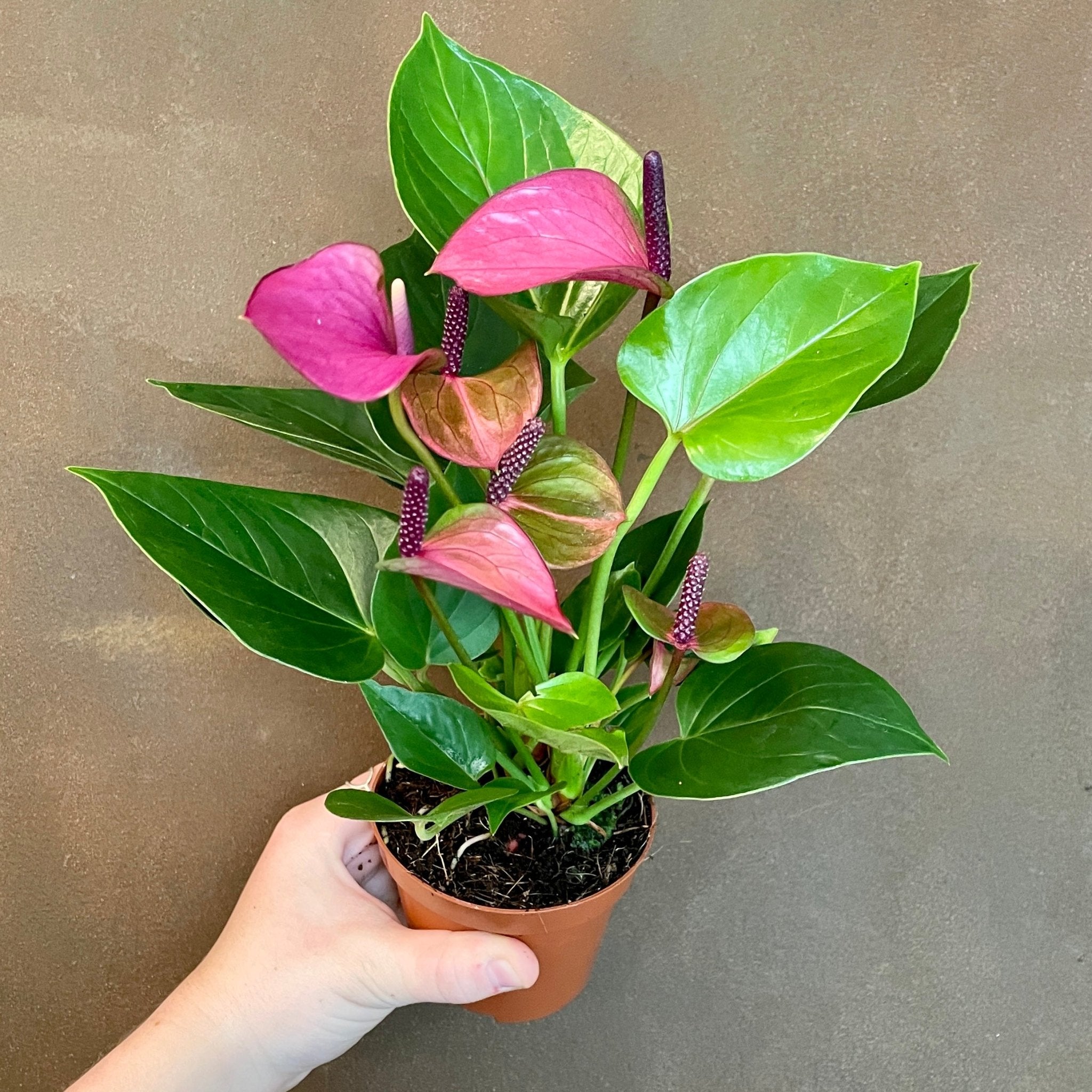 Anthurium ‘Baby Purple’ (9cm pot) - grow urban. UK